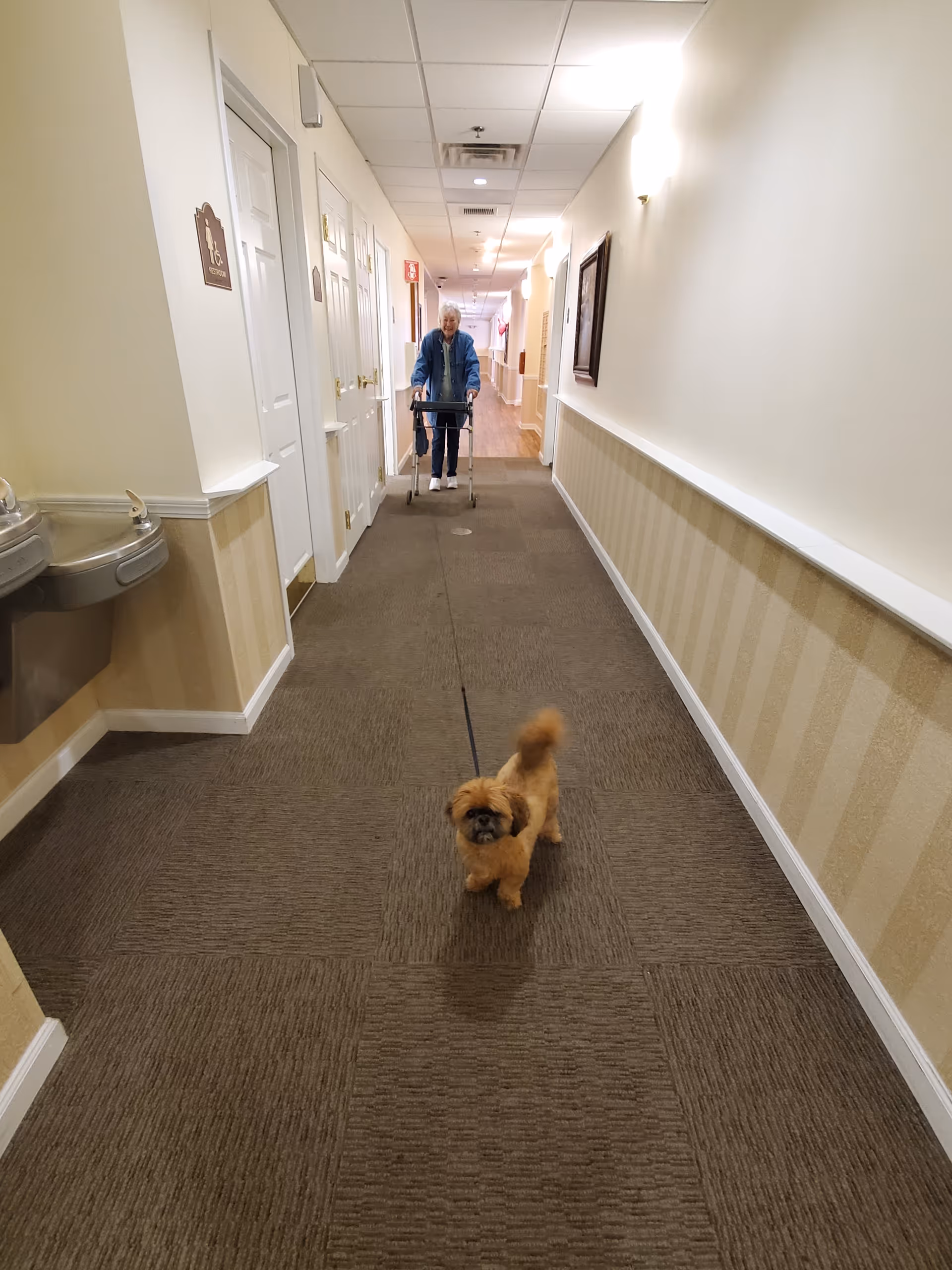A small dog on a leash stands in a carpeted senior living hallway with an older woman using a walker in the background.