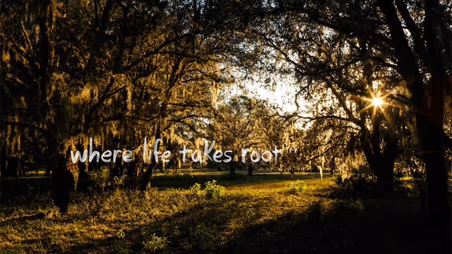 A sunlit wooded area with tall trees draped in Spanish moss, casting long shadows on the grassy ground during what appears to be late afternoon or early evening. The sun is partially visible through the trees, creating a warm, golden glow. Text overlay reads 'where life takes root™'.