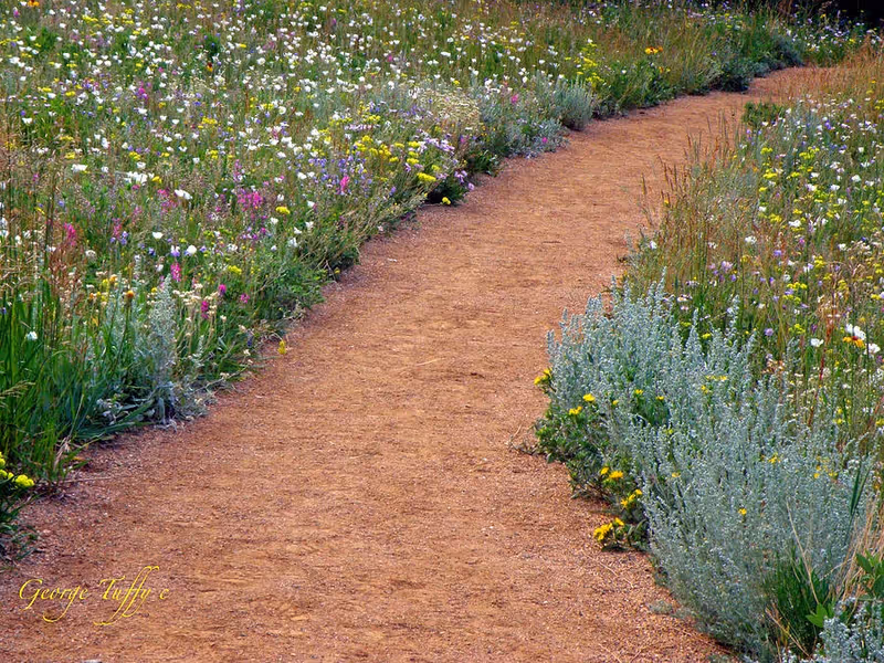 A garden path lined with colorful wildflowers along a sunny outdoor landscape.