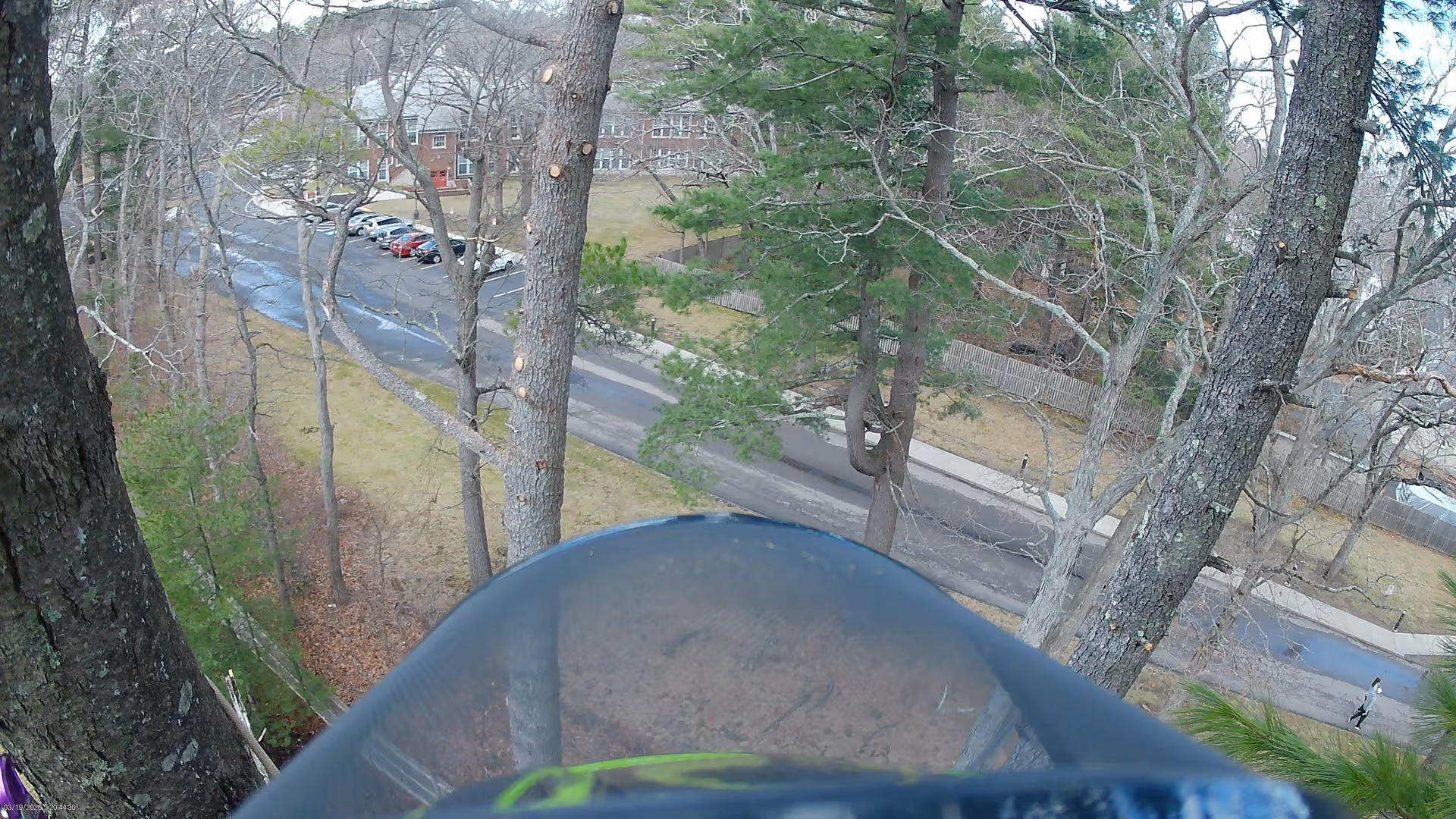 Overhead view of tall trees, a road, and a distant campus building.