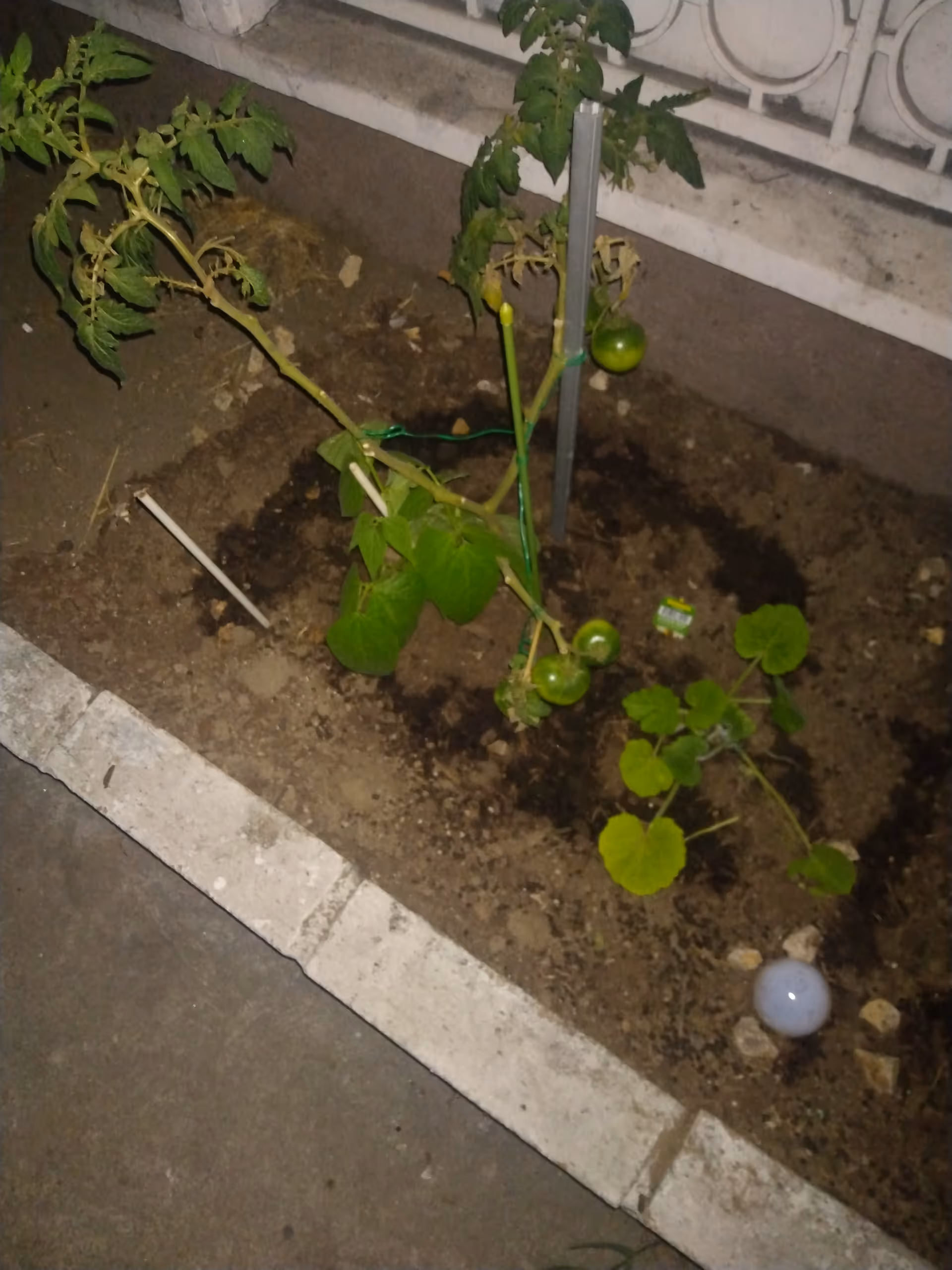 Night view of a small outdoor garden bed with tomato plants beside a building.