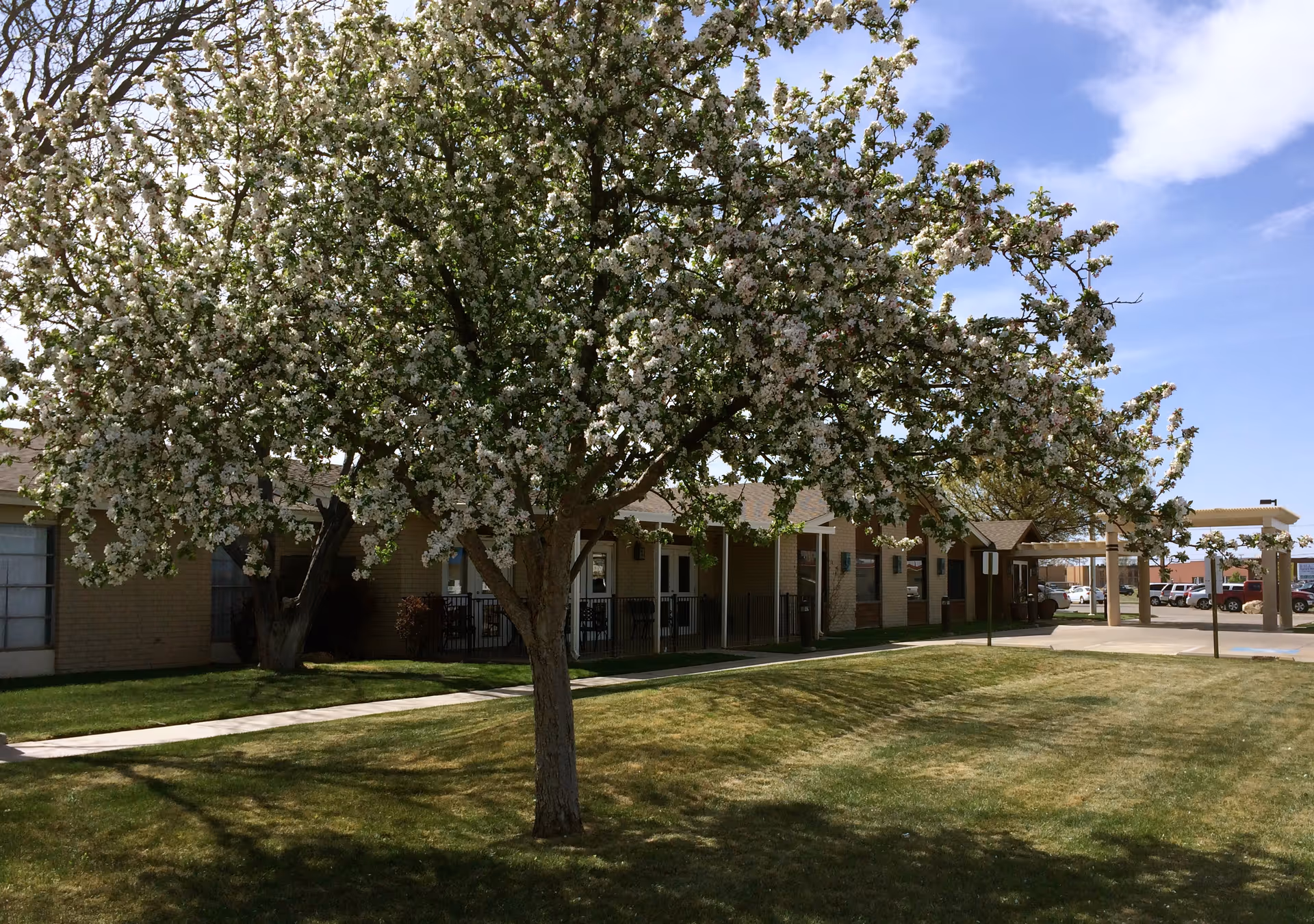 Exterior view of Legacy Rehabilitation and Living facility with a blooming tree.