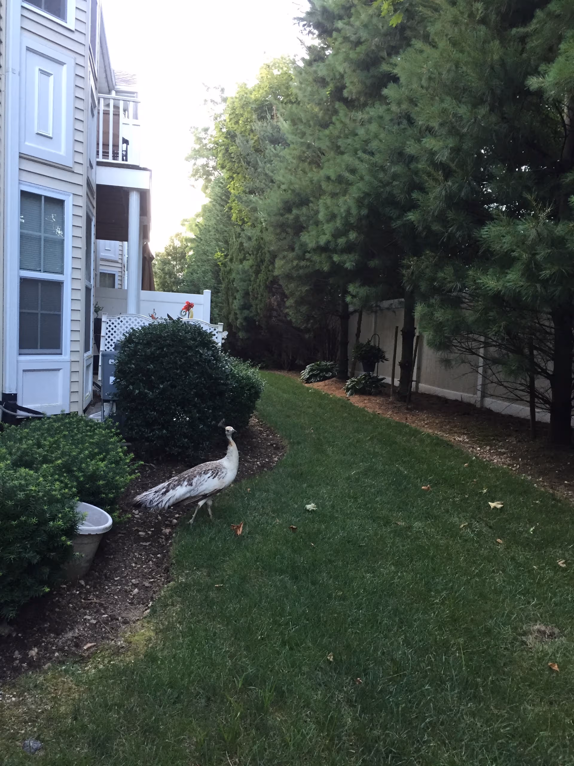 A large bird walks along a grassy exterior path beside a residential building.