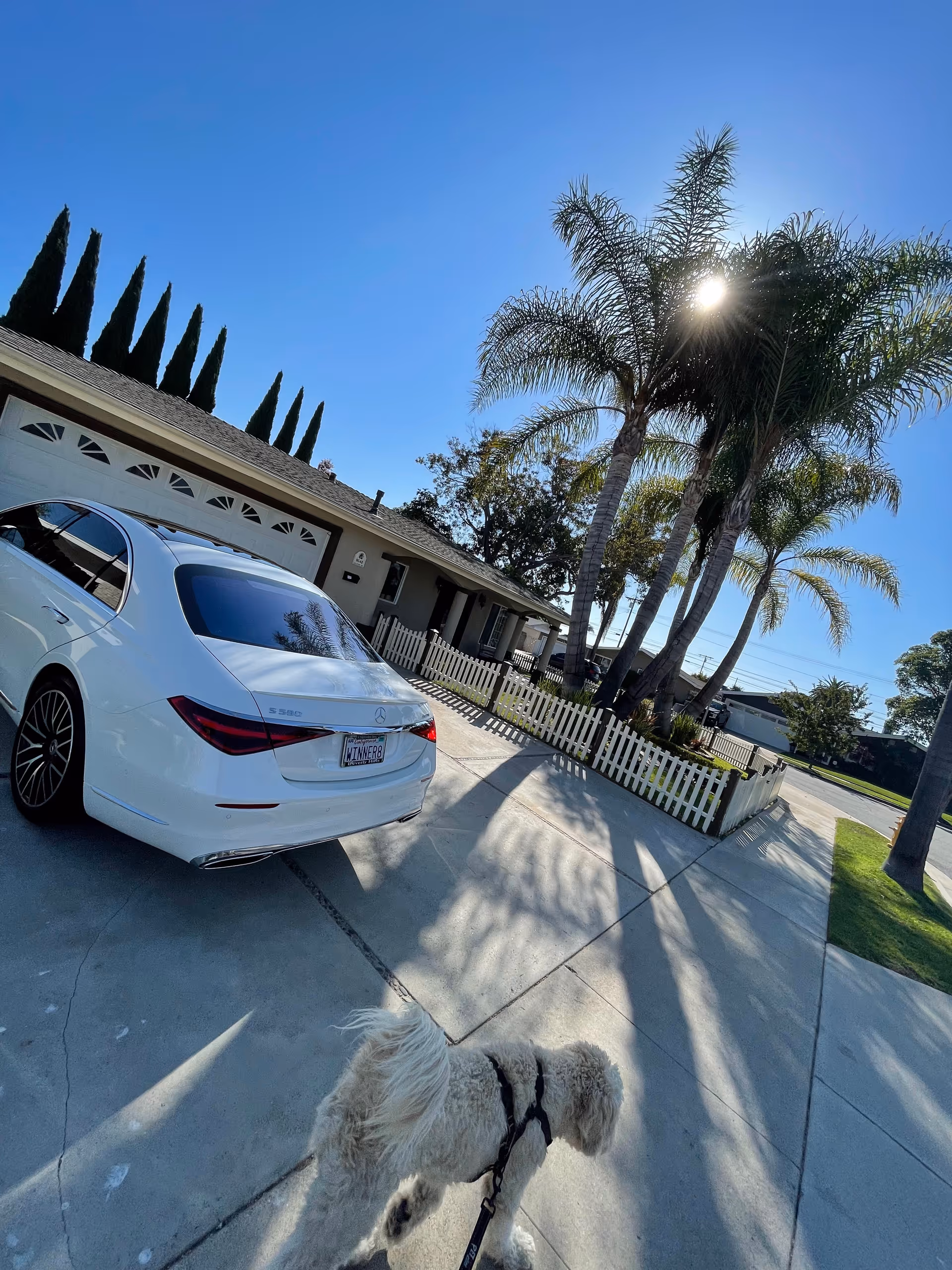 White car in driveway, a fluffy dog nearby, fronted by a single-story home and palm trees.