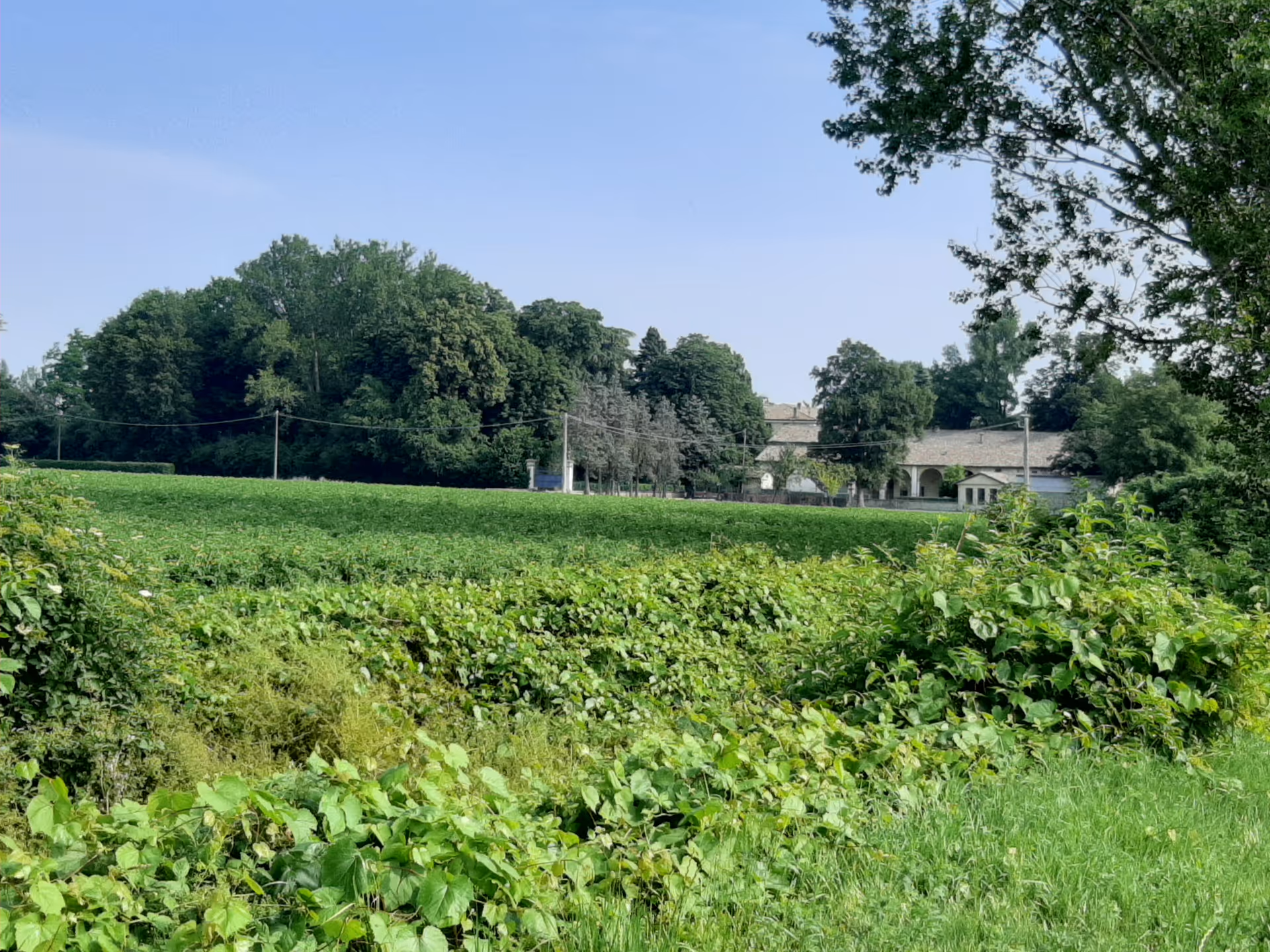 Open green field with trees and a distant building under a blue sky.
