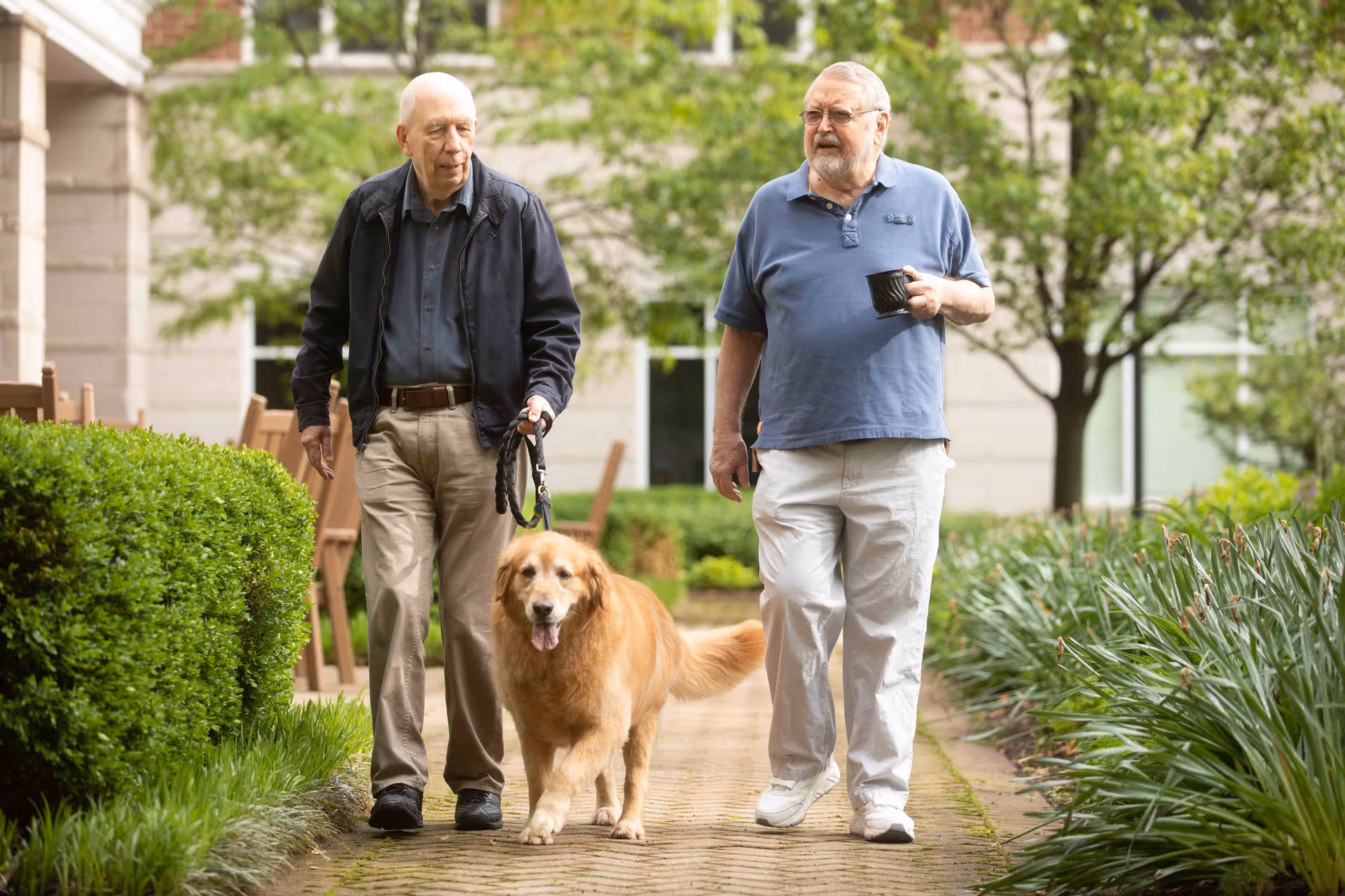 Two elderly men walking outside on a brick pathway surrounded by greenery. One man is holding a leash with a golden retriever dog, and the other man is holding a black cup. Trees and bushes line the path with a building in the background.
