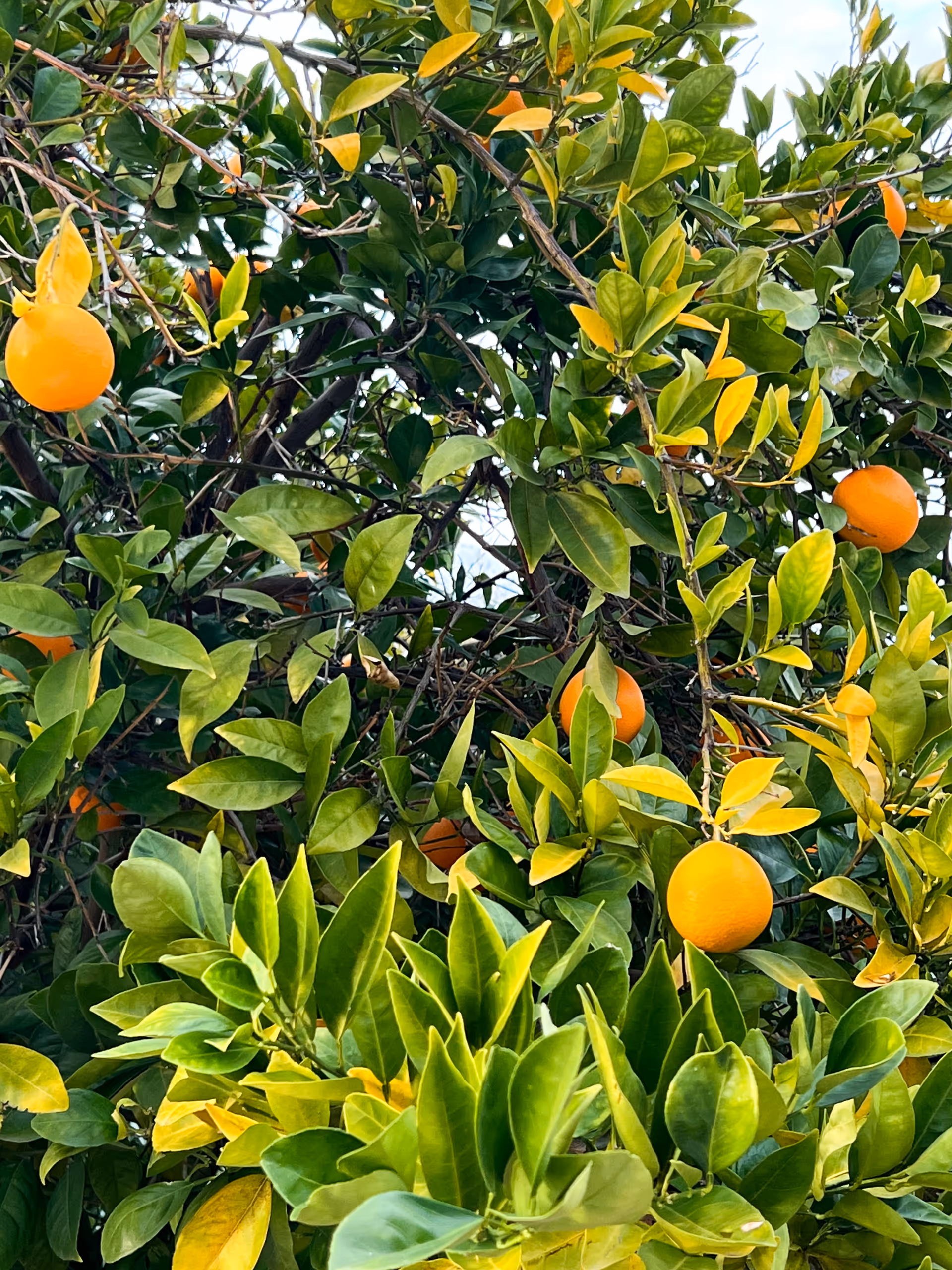 Close-up view of an orange tree with ripe oranges hanging among green and yellow leaves.
