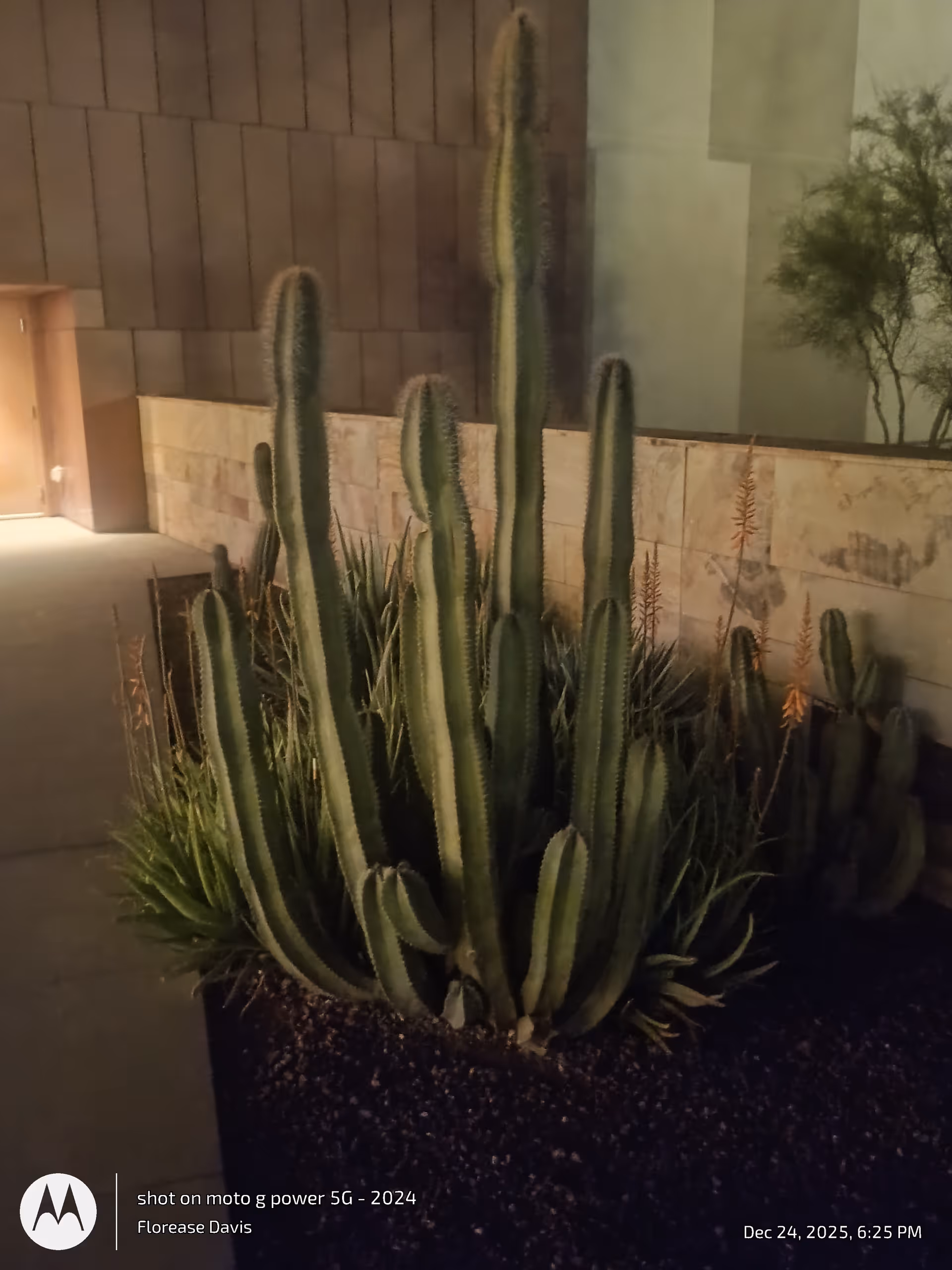 Tall cacti and desert plants grow in a planter beside an exterior building wall.