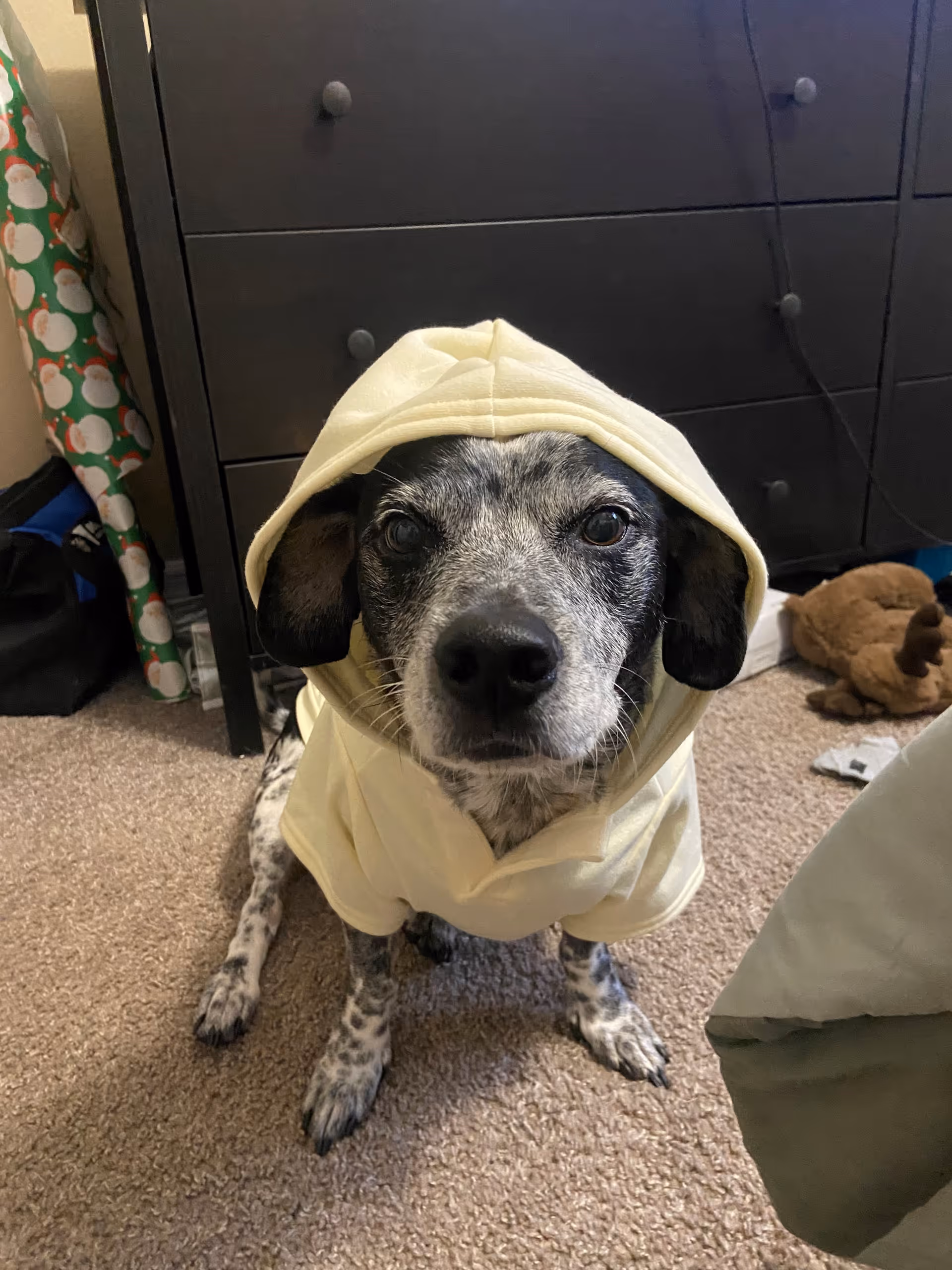 A dog in a cream hoodie sits on a carpeted floor beside a dresser.