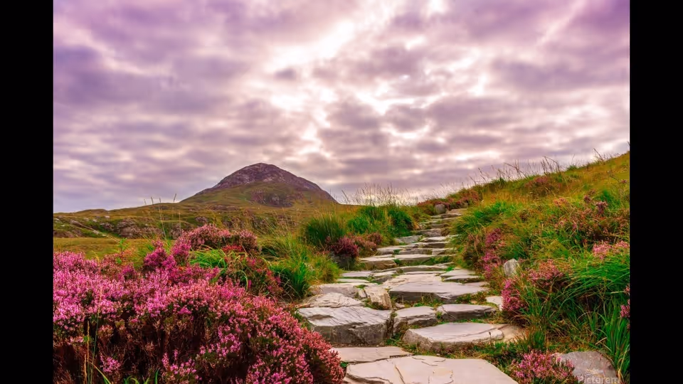 Stone path winds through purple heather and green hills under a cloudy sky.