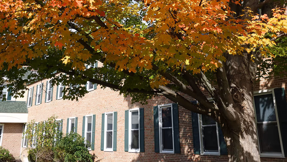 Exterior view of a brick building with multiple windows framed by green shutters, partially shaded by a large tree with autumn-colored leaves in shades of orange, yellow, and green.
