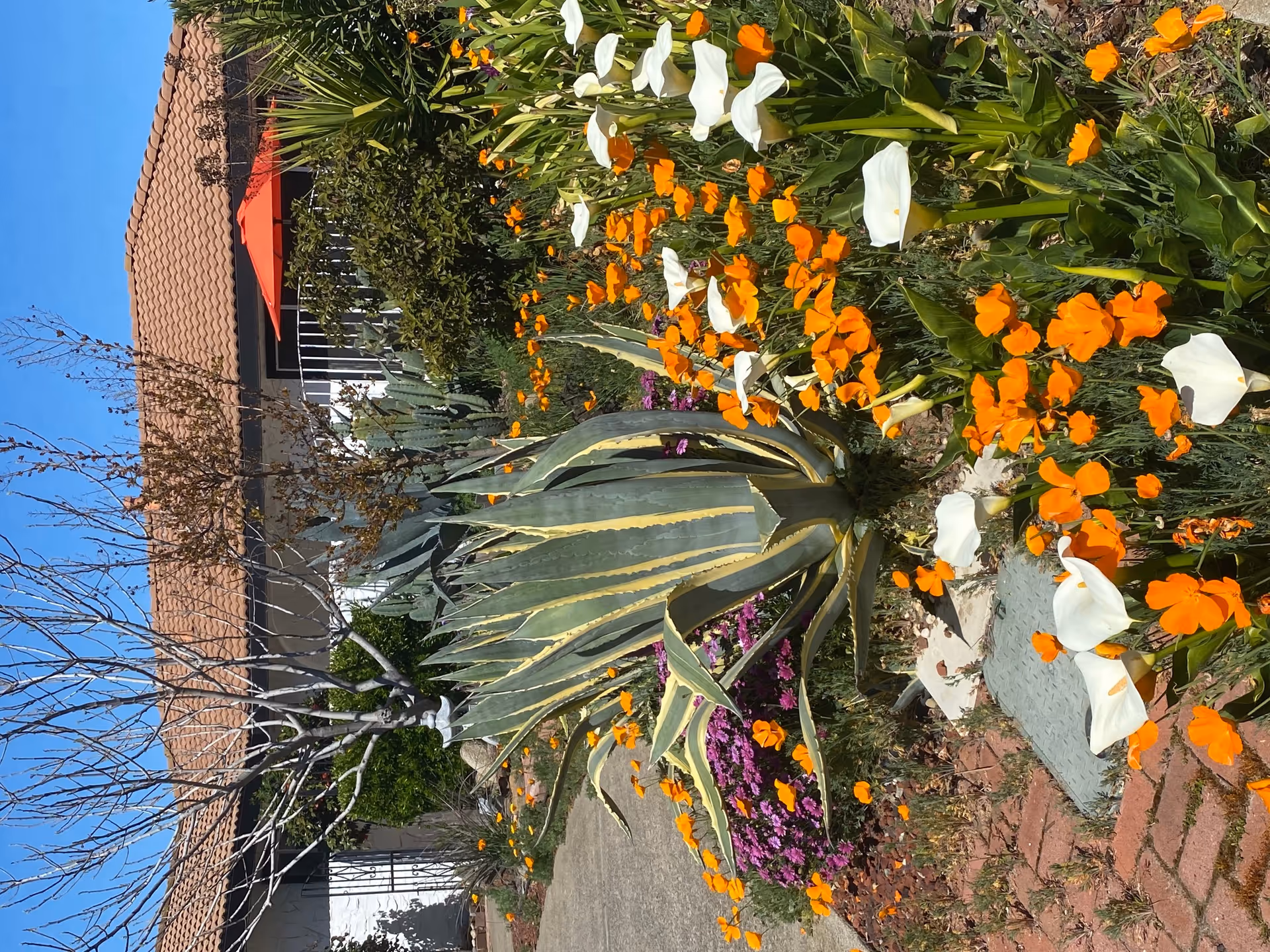 Front yard garden with a large variegated agave, orange poppies and white calla lilies in front of a tiled-roof building.