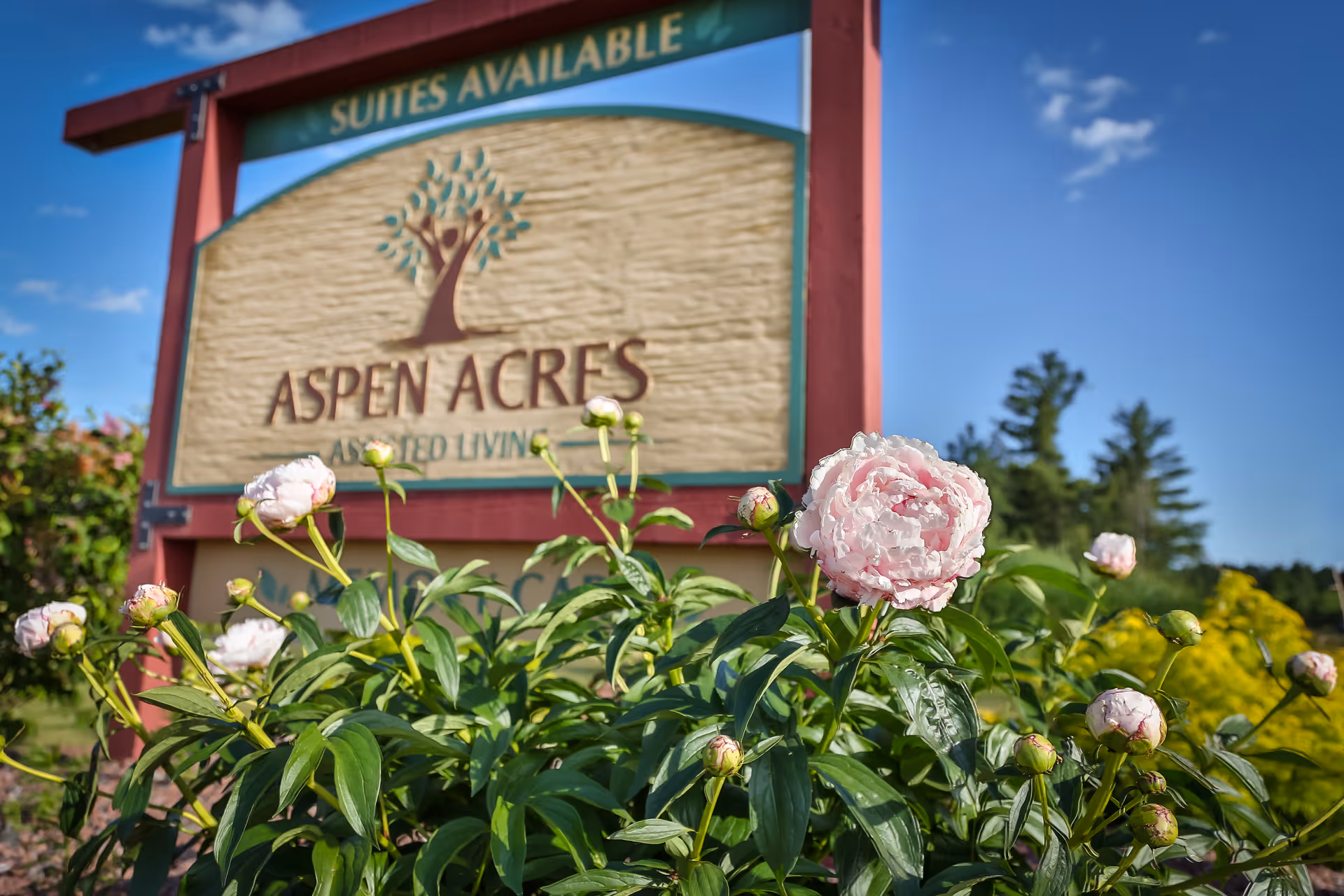 Aspen Acres Assisted Living sign with pink peonies blooming in front