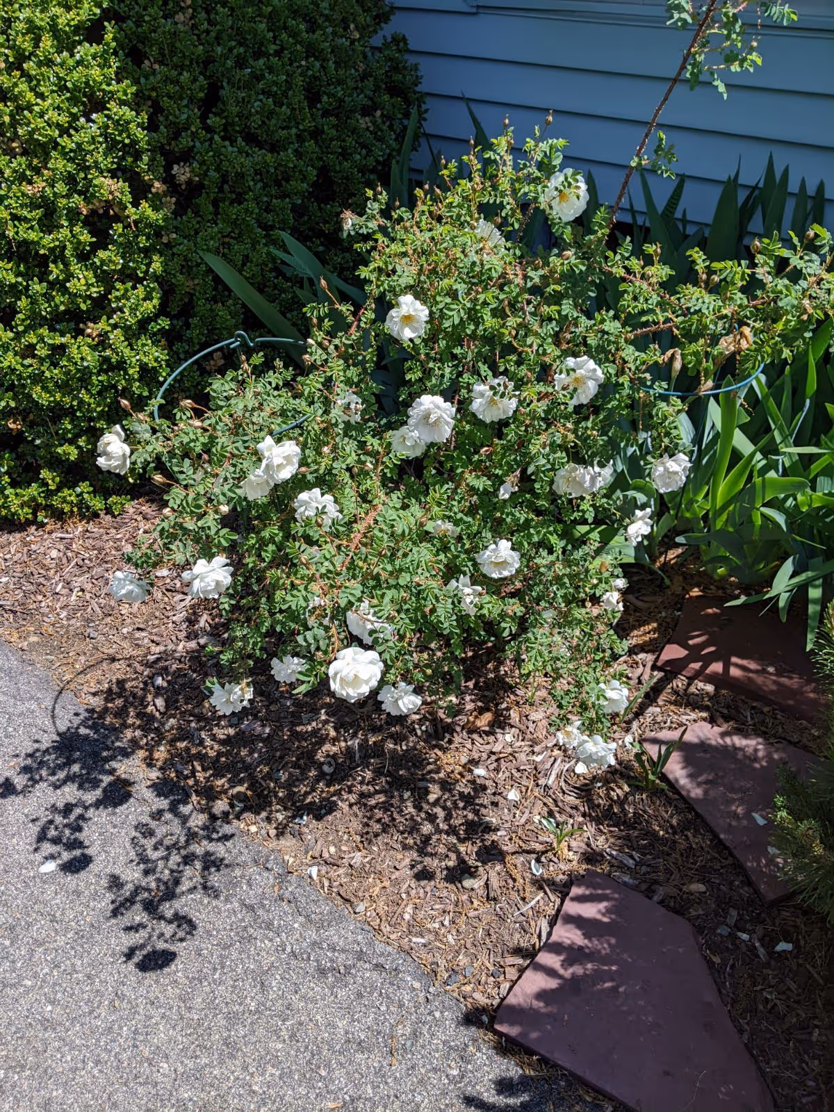 White roses and greenery along a path beside a blue house exterior.