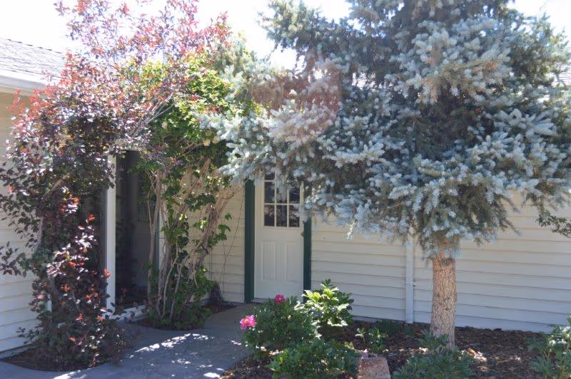 Front entrance of a single-story building with a white paneled door flanked by climbing vines, flowering shrubs, and a large evergreen tree.