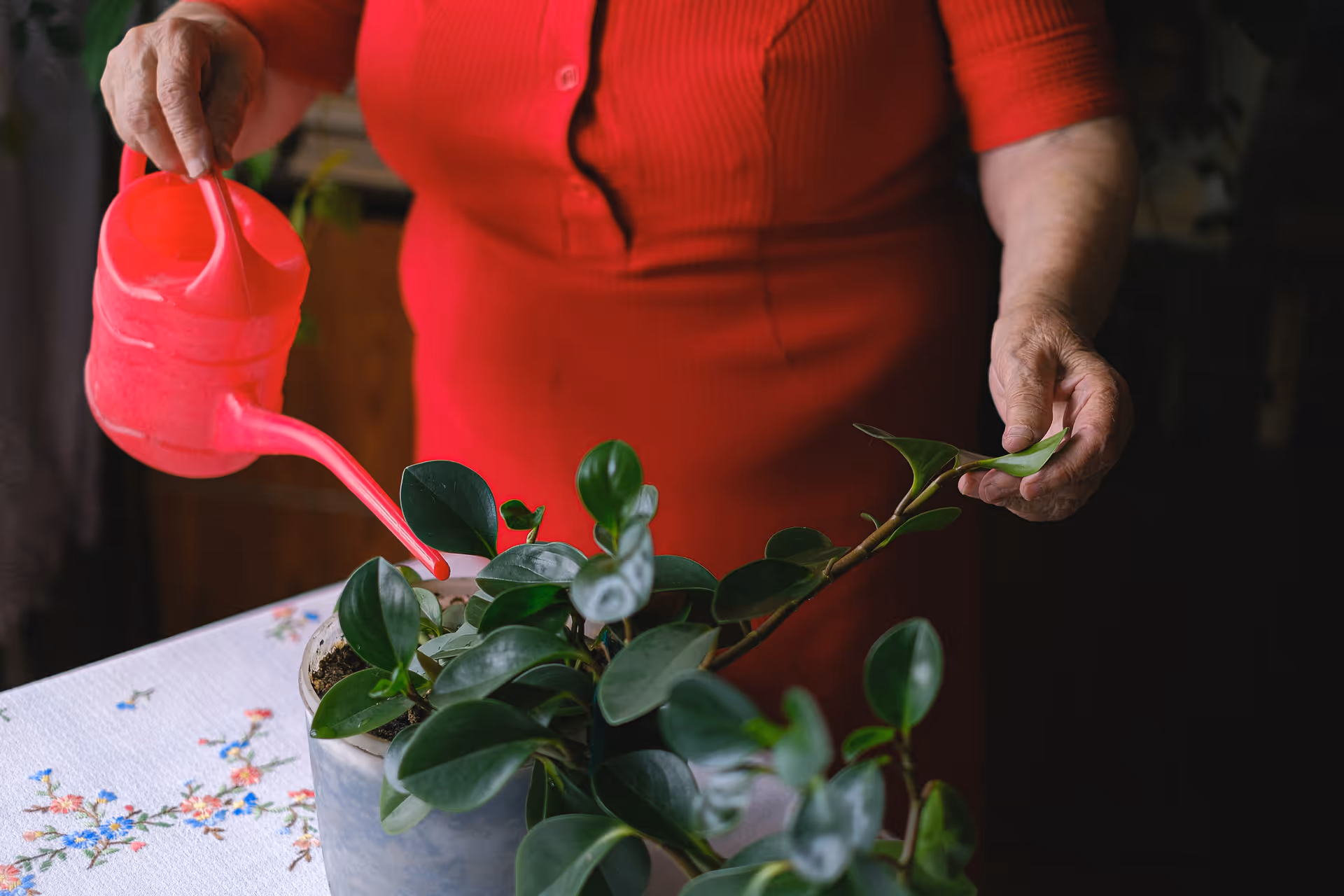 Person in red pours water on a leafy potted plant at a table.