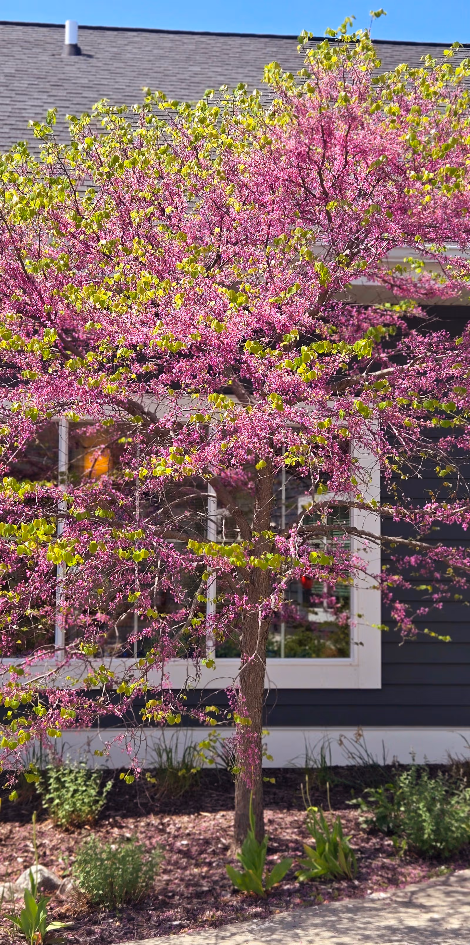 A flowering pink tree blooms beside a dark exterior senior living facility.