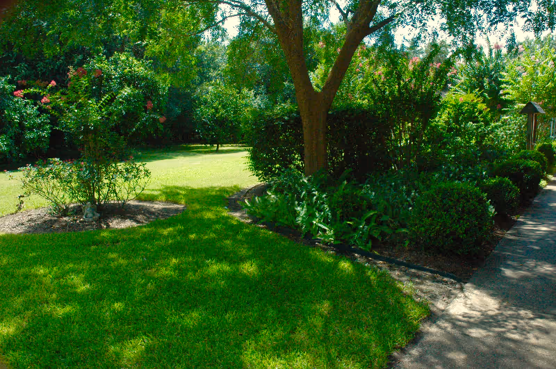 Sunlit landscaped garden with a grassy lawn, trees, shrubs and a paved walkway.