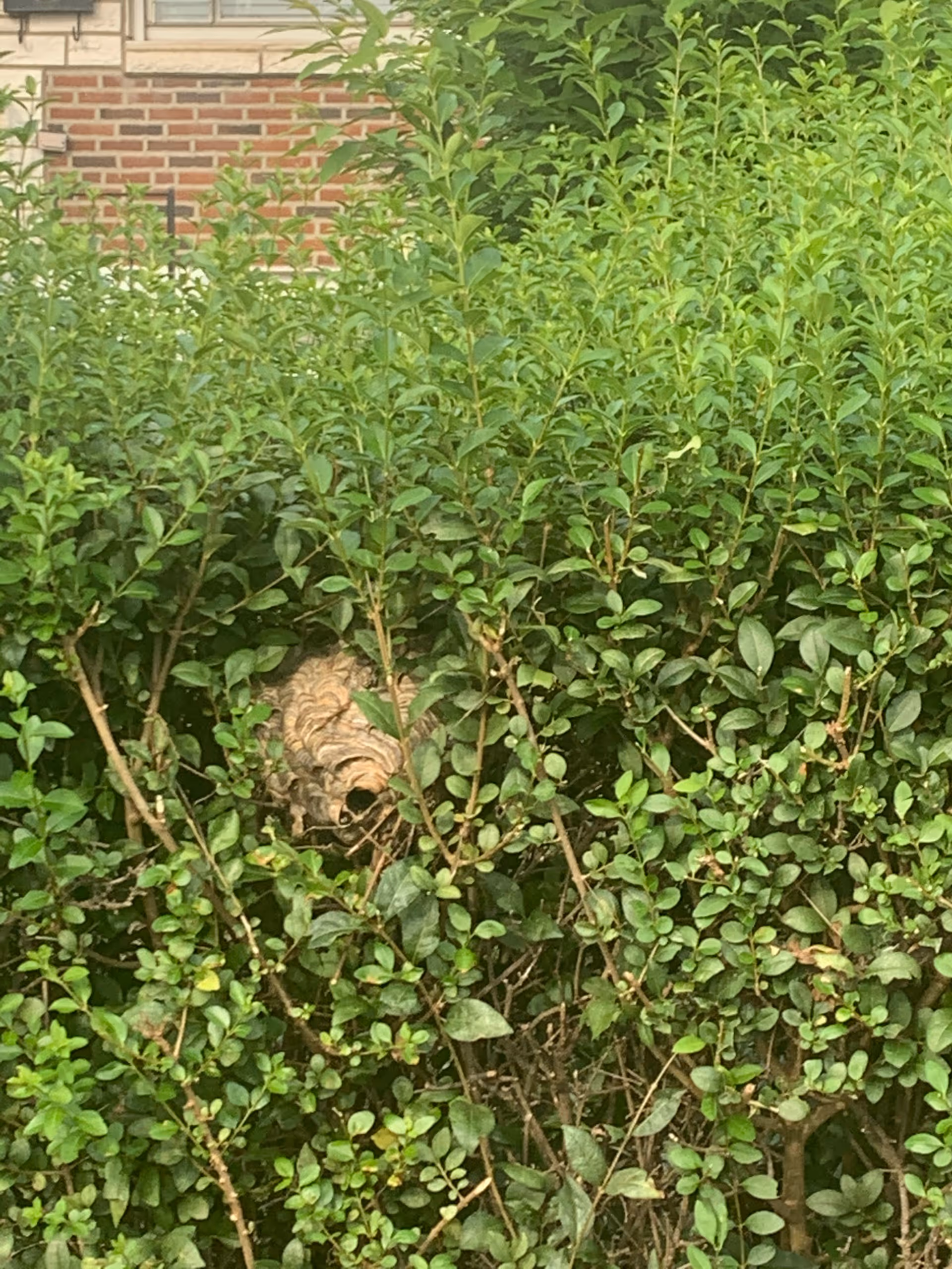 Exterior view showing a brick building and dense green shrubbery with a wasp nest.