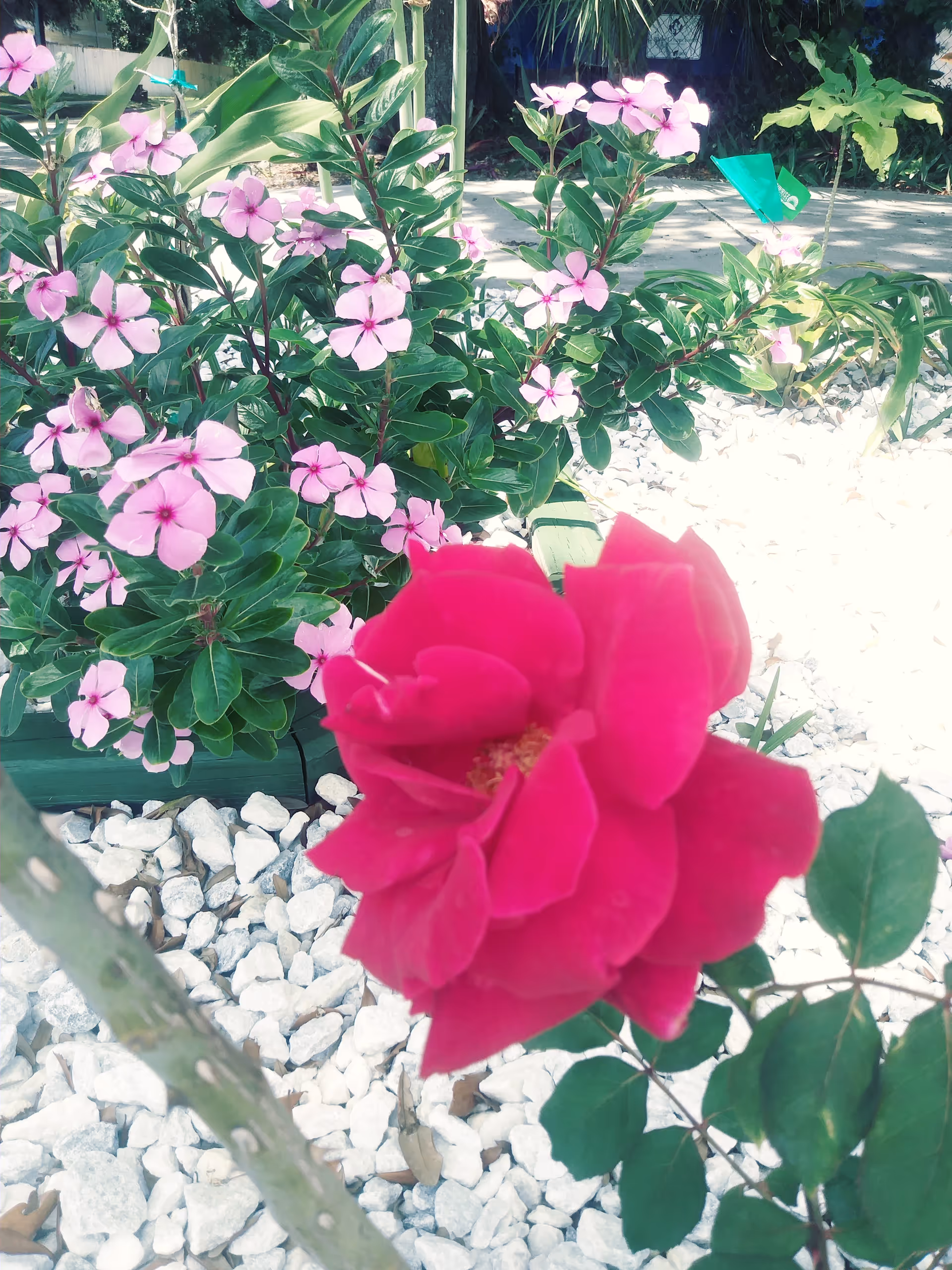 Colorful pink flowers bloom among green shrubs in Sunrise Gardens outdoor garden.