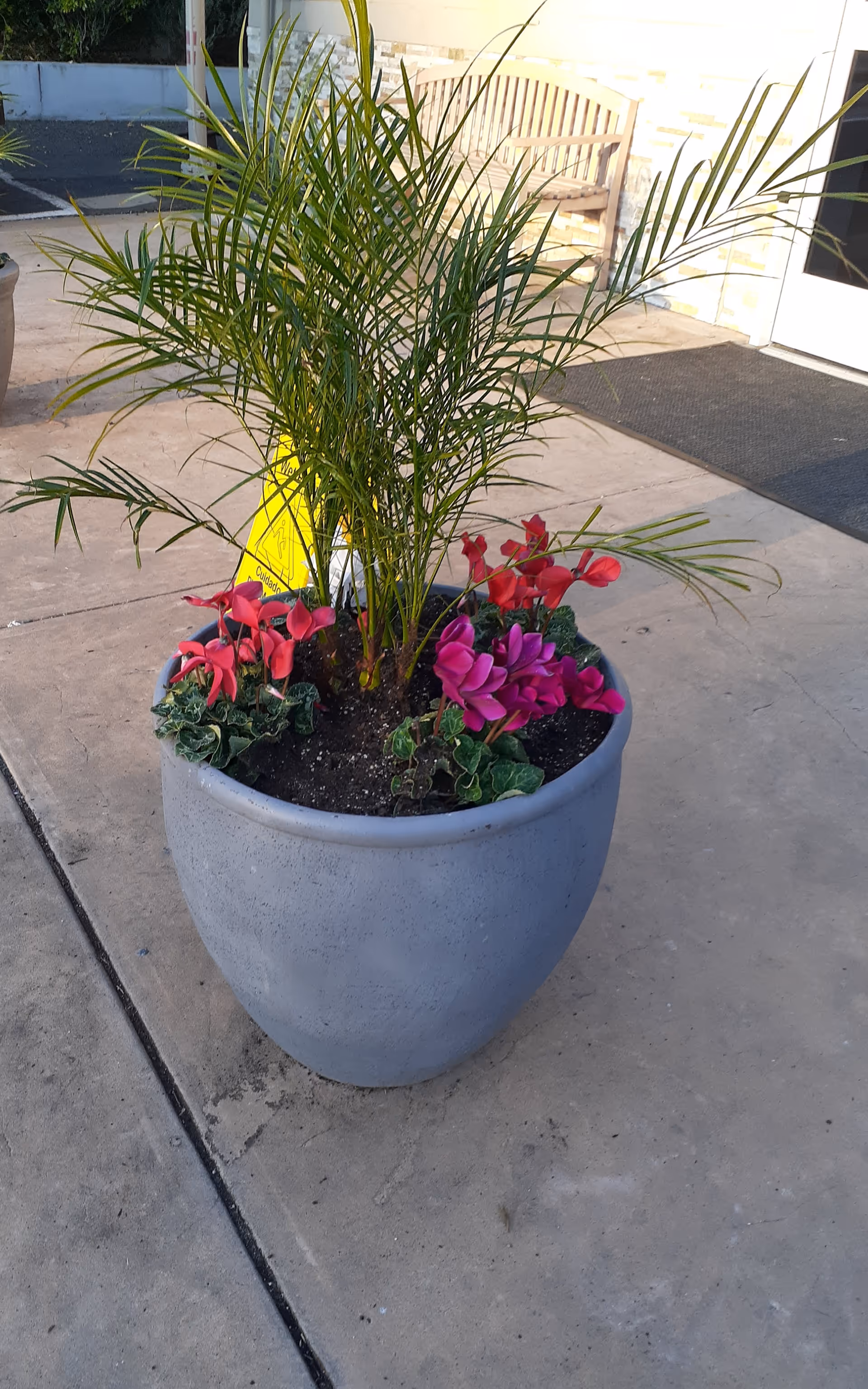 Large potted plant with palm fronds and pink cyclamen near the entrance.