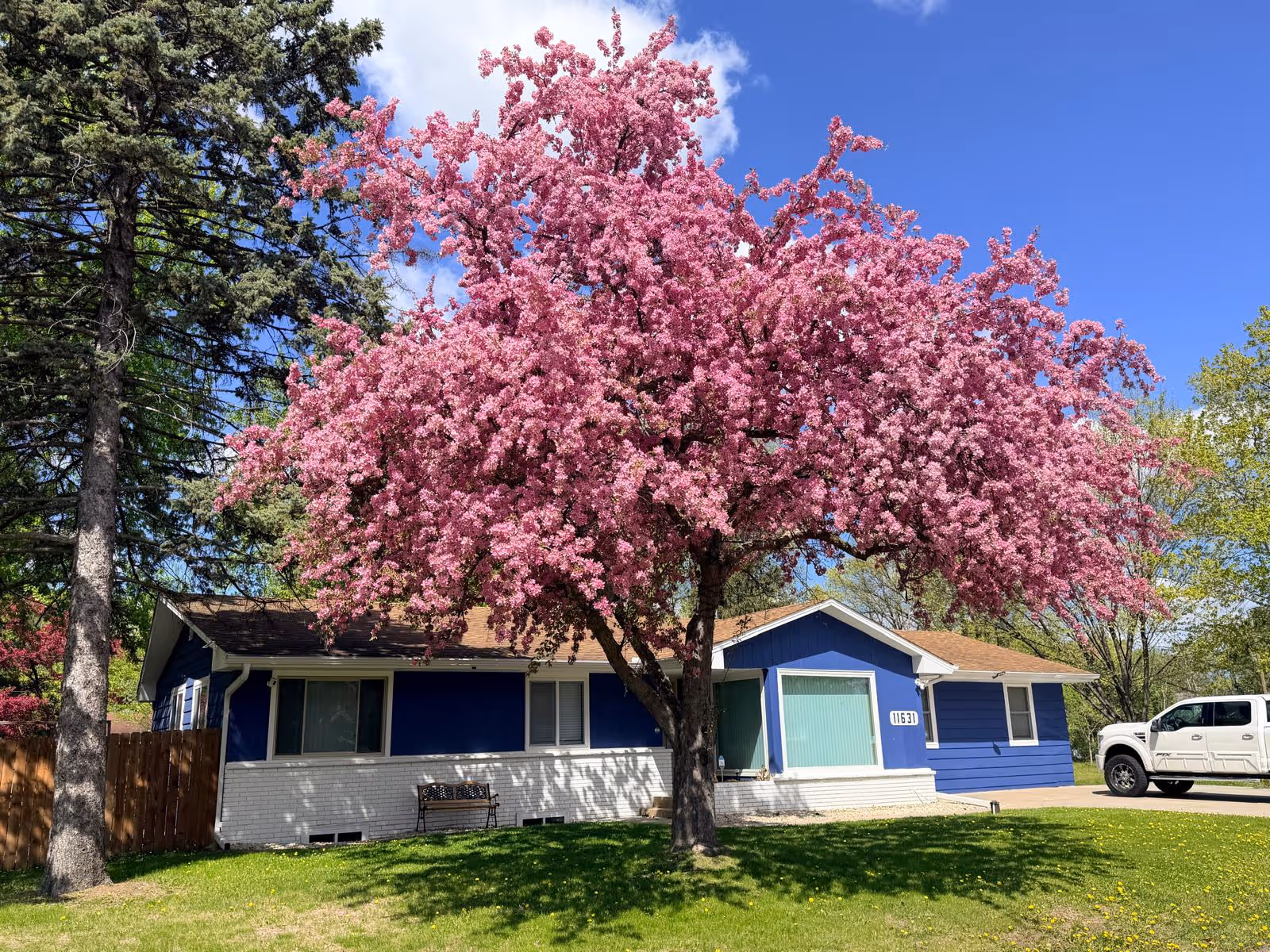 Blue single-story house with a large pink flowering tree in front.
