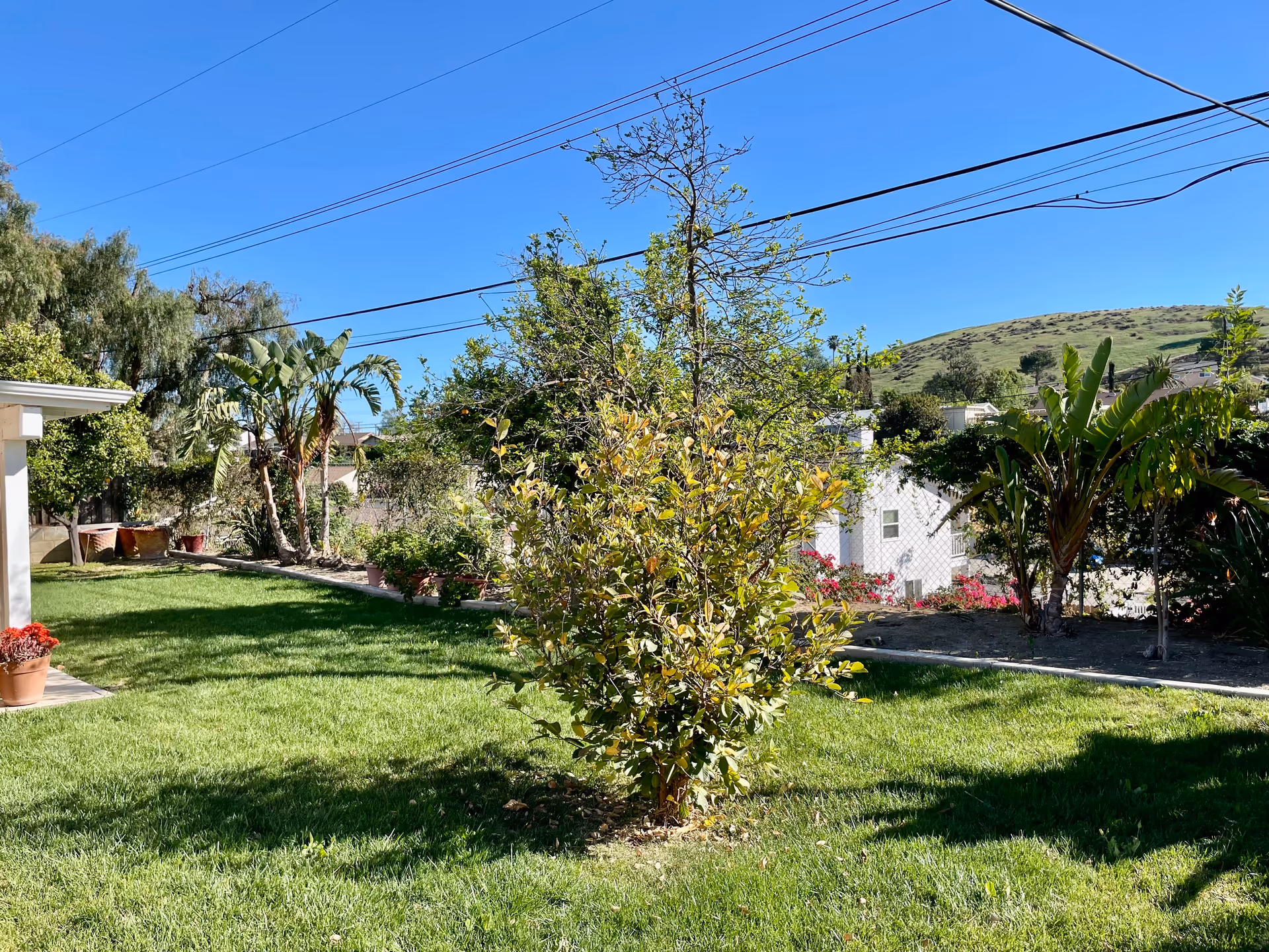 Sunny backyard lawn with a small tree, potted plants, palm trees and hills under a clear blue sky.