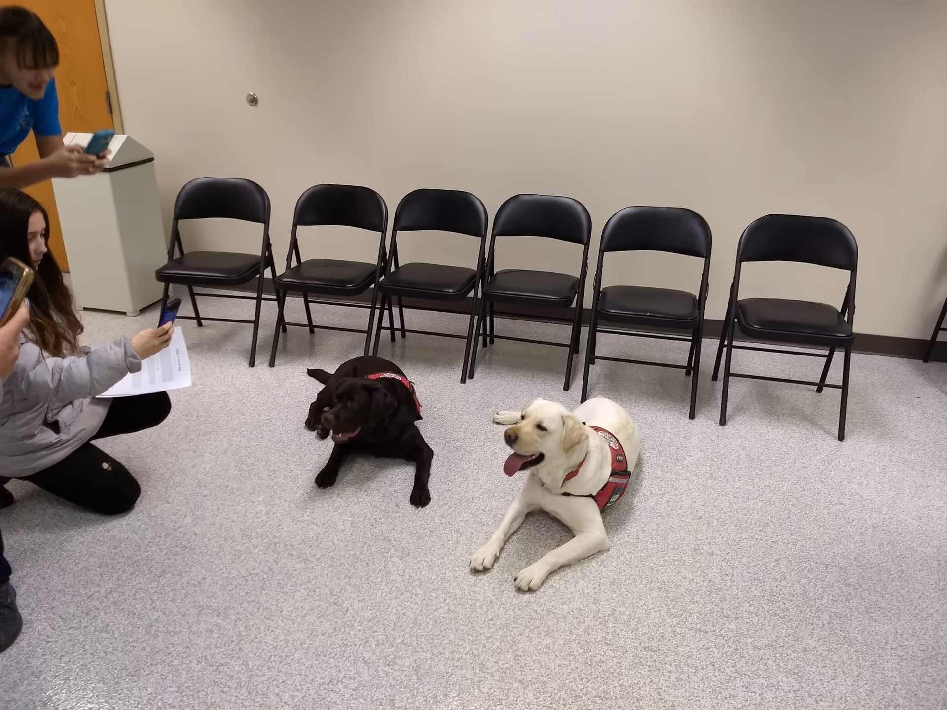 A small indoor room with folding chairs and two dogs lying on the floor.