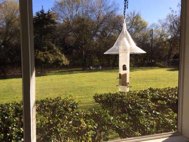 Windowed view of a grassy yard with hedges and a bird feeder.