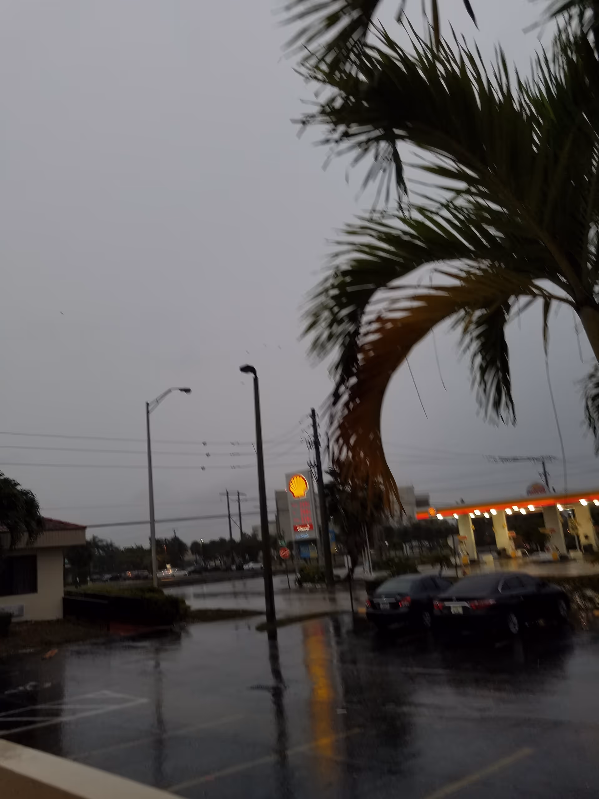Rainy exterior scene with a palm tree, puddled parking lot, and Shell sign.