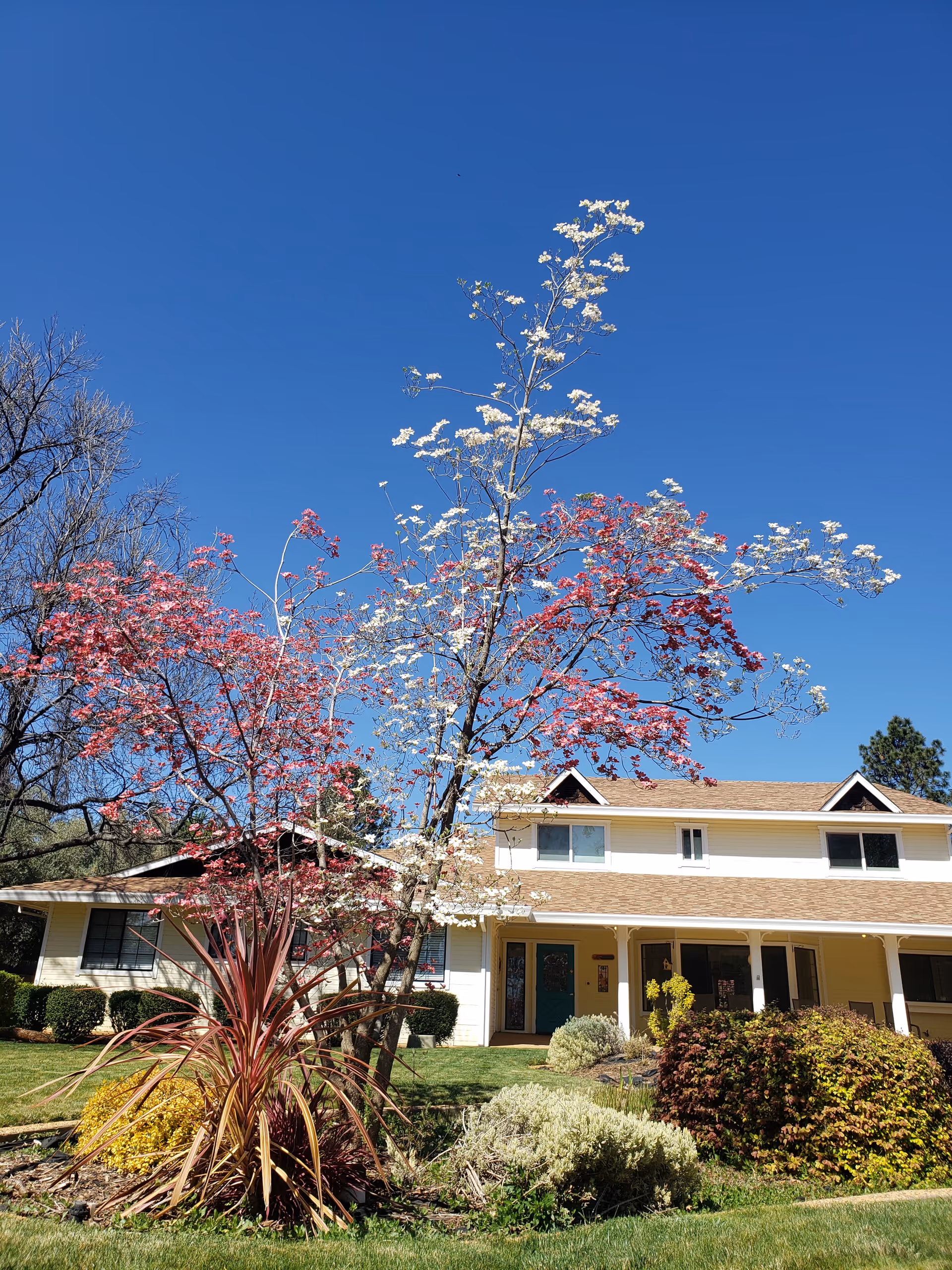 Sunshine House exterior with blooming trees and a two-story building under a blue sky