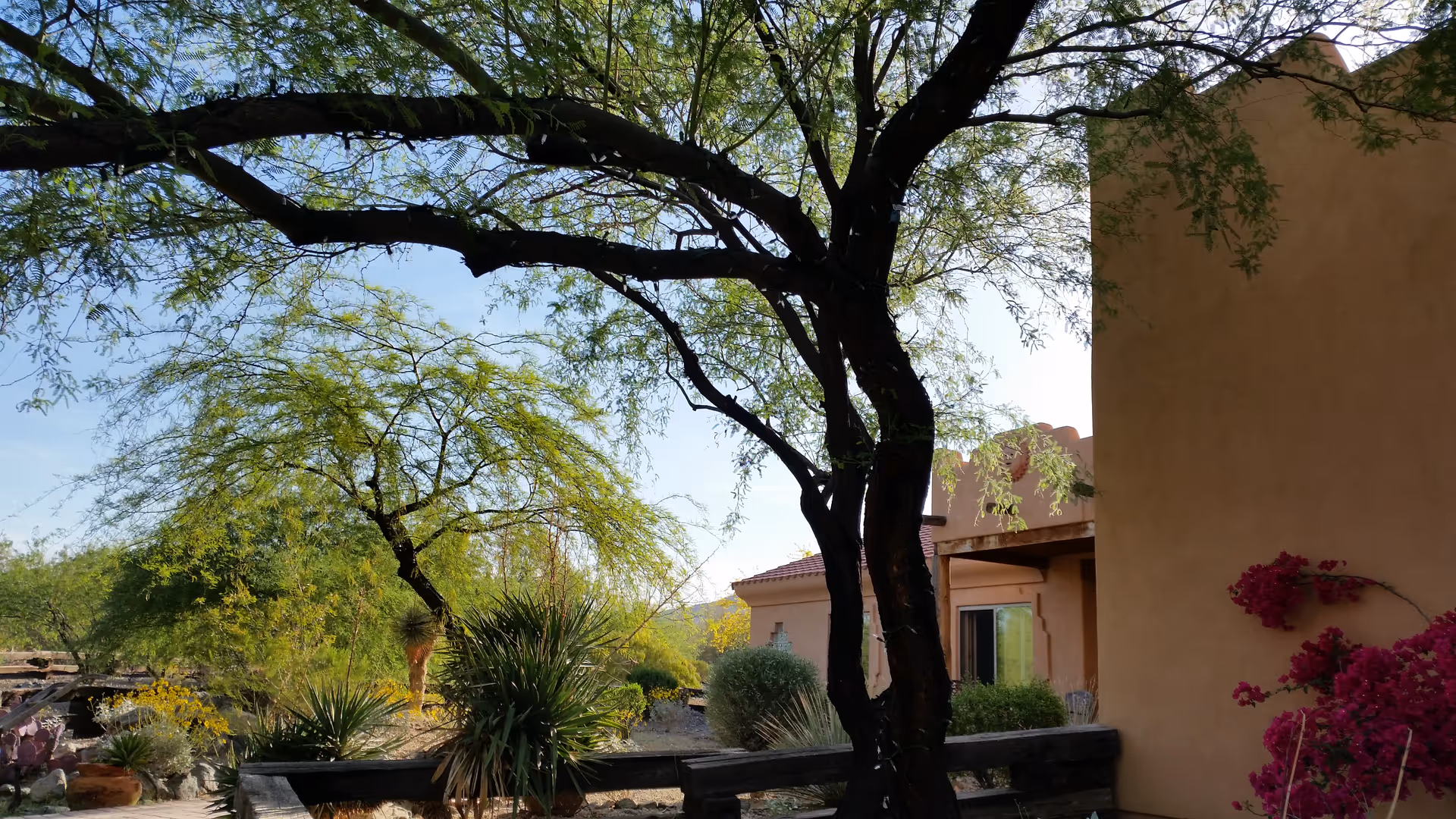 Desert landscaping with trees, shrubs, and a tan adobe building exterior.
