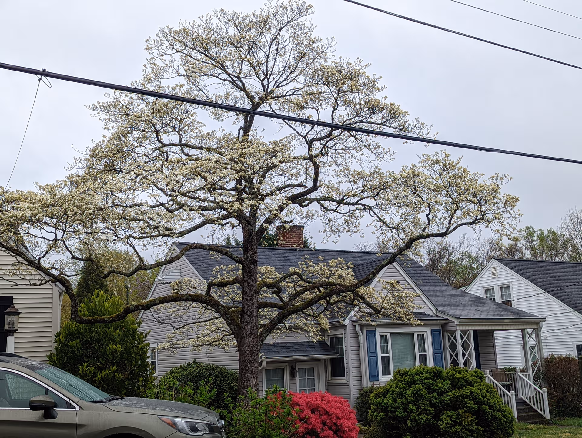 Front view of a house with a blooming tree and a parked car.
