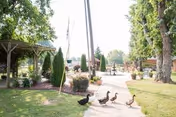 A shaded outdoor garden area with a path, gazebo, trees, and ducks.