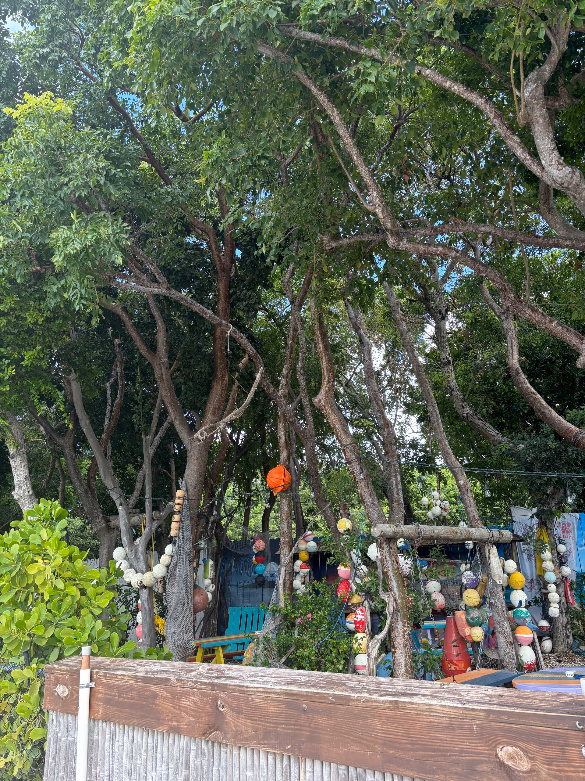 Outdoor garden area with trees, string lights, and colorful decor behind a wooden fence.