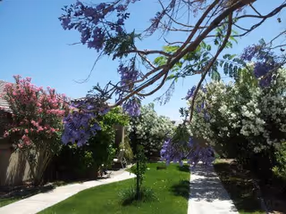 A sunny outdoor garden area with green grass, flowering trees with purple and white blossoms, and a paved walkway running through the space.
