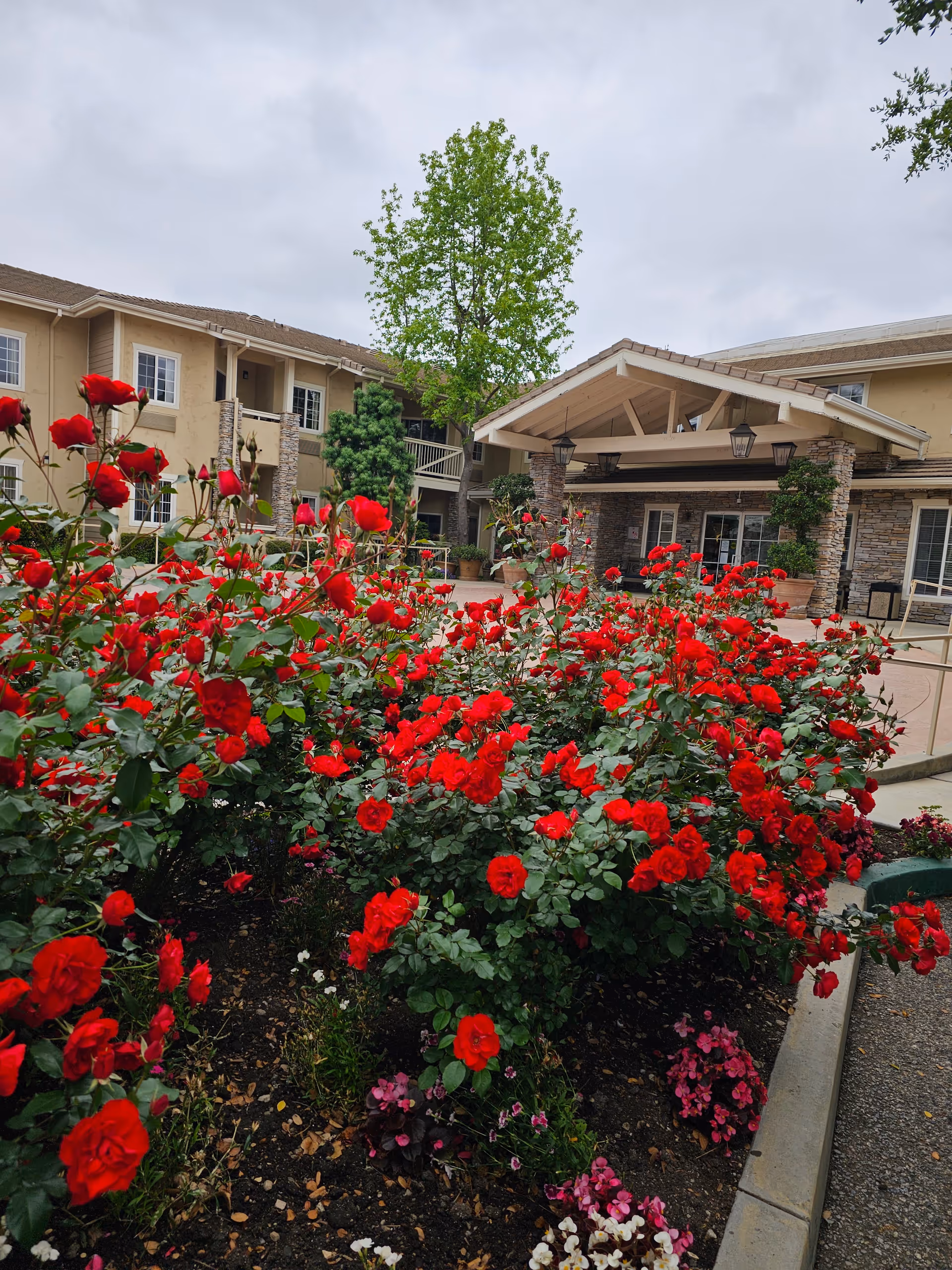 Exterior view of Meadowbrook at Agoura Hills with blooming red roses at the entrance.