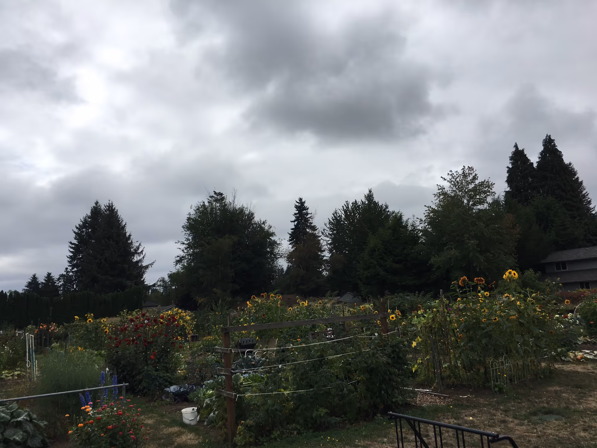 Garden area with sunflowers and plants beneath a cloudy sky.