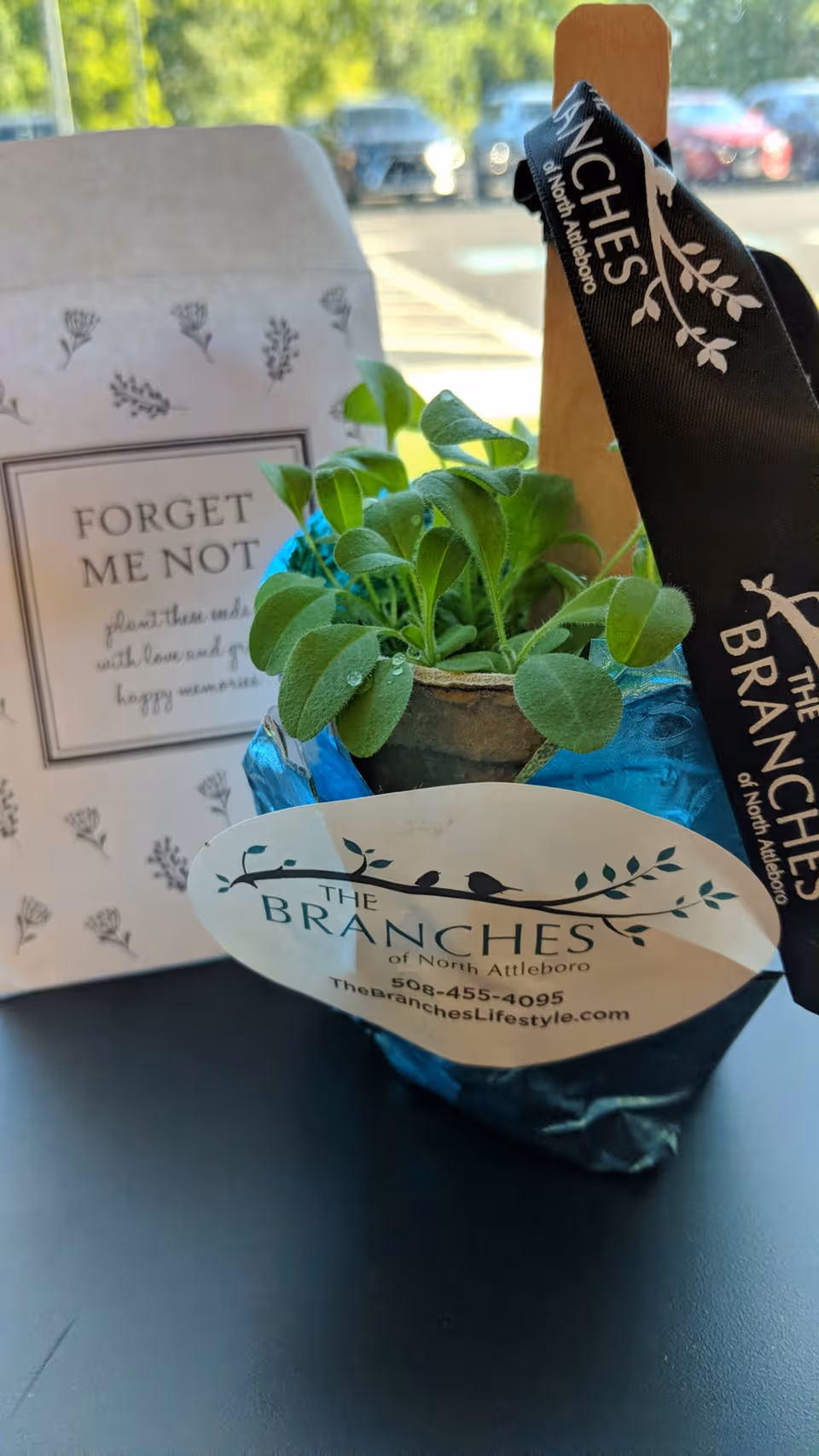 Small potted plant in blue wrap with Branches branding on table.