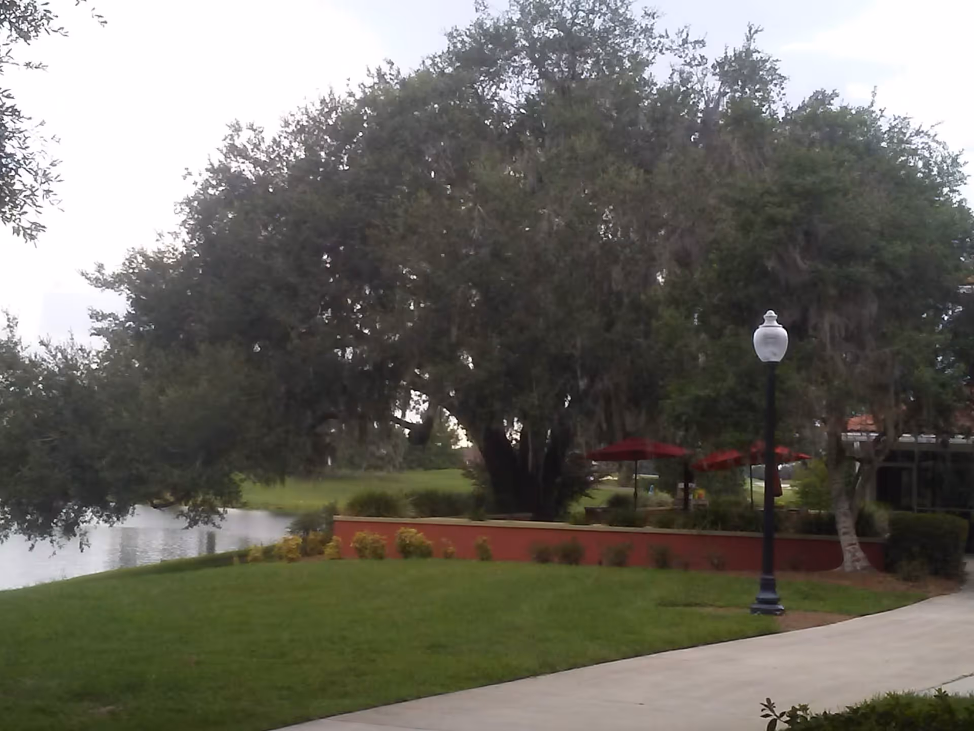 Outdoor landscaped area with a large tree, lake, path, and red umbrellas along a brick planter.