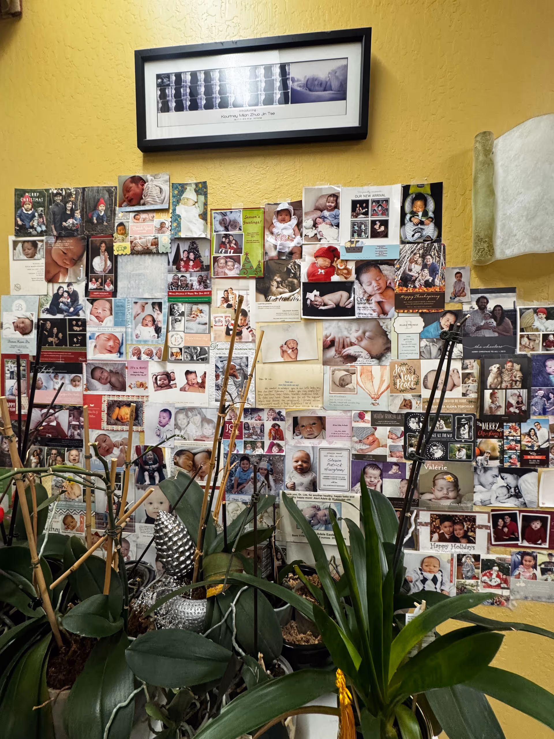 Yellow interior wall covered with numerous baby photos and potted plants.