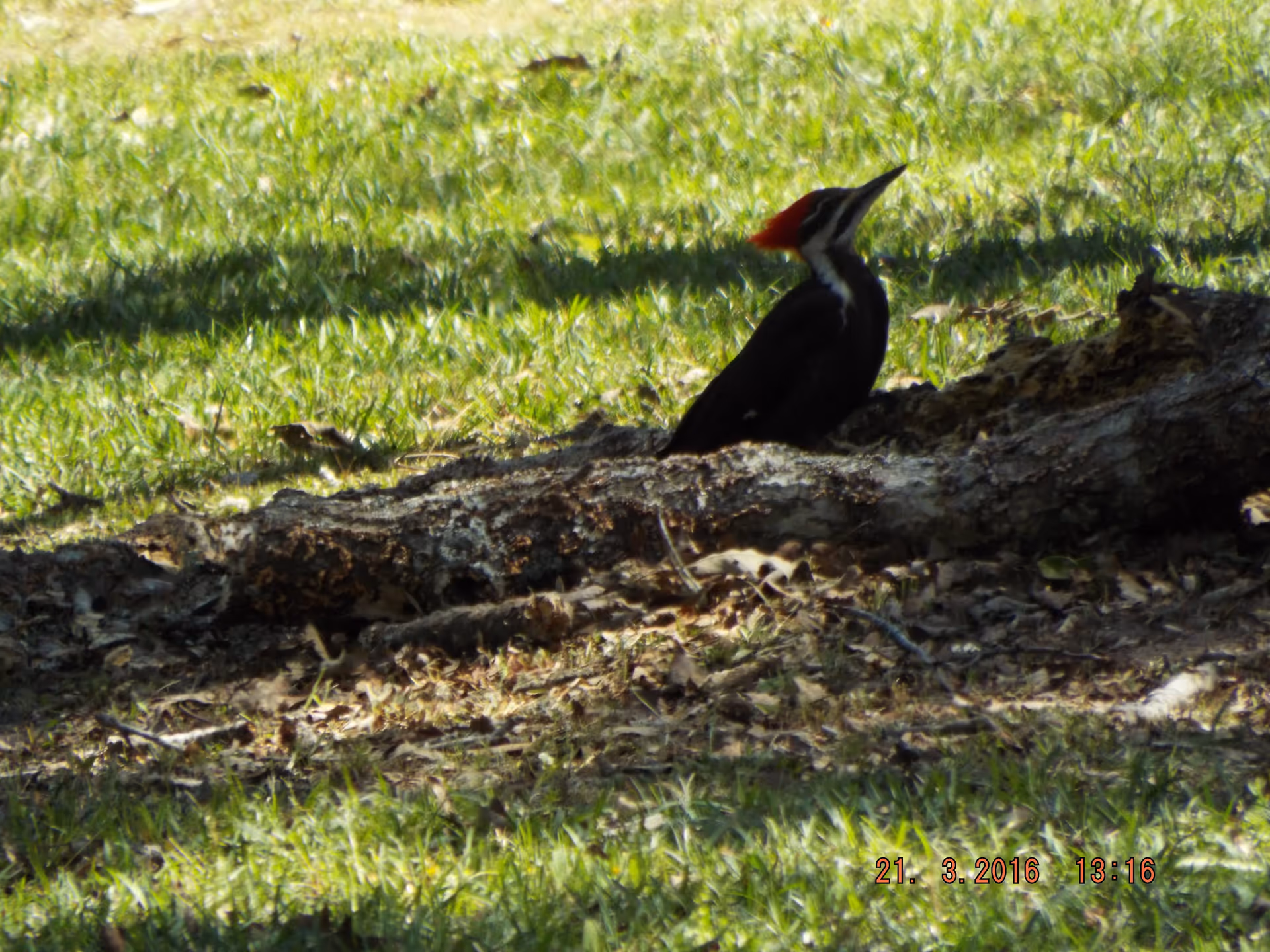 A black woodpecker with a red crest perched on a fallen tree trunk in a grassy area with scattered leaves.
