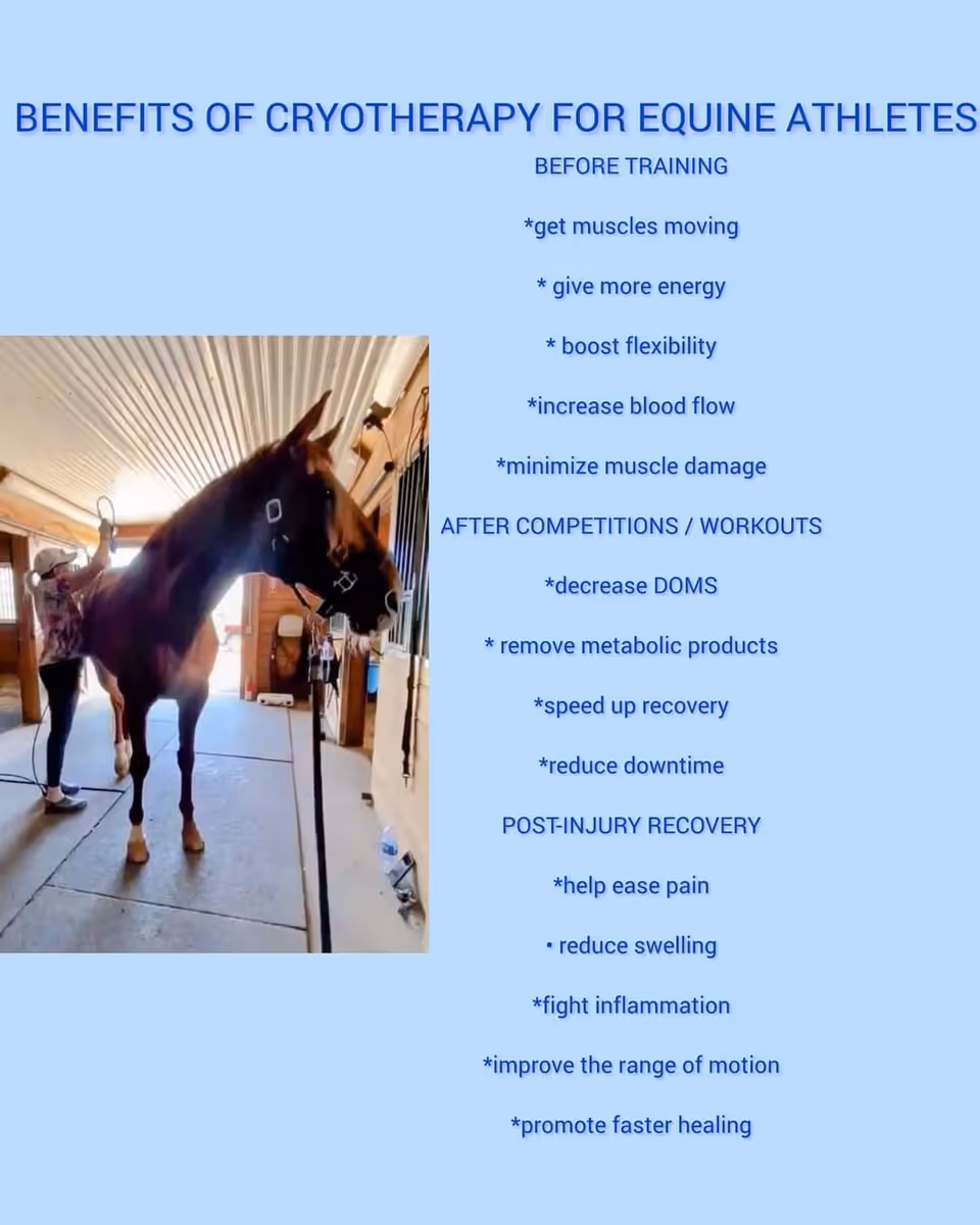 A horse in a stable stands beside a person while a blue poster lists cryotherapy benefits.