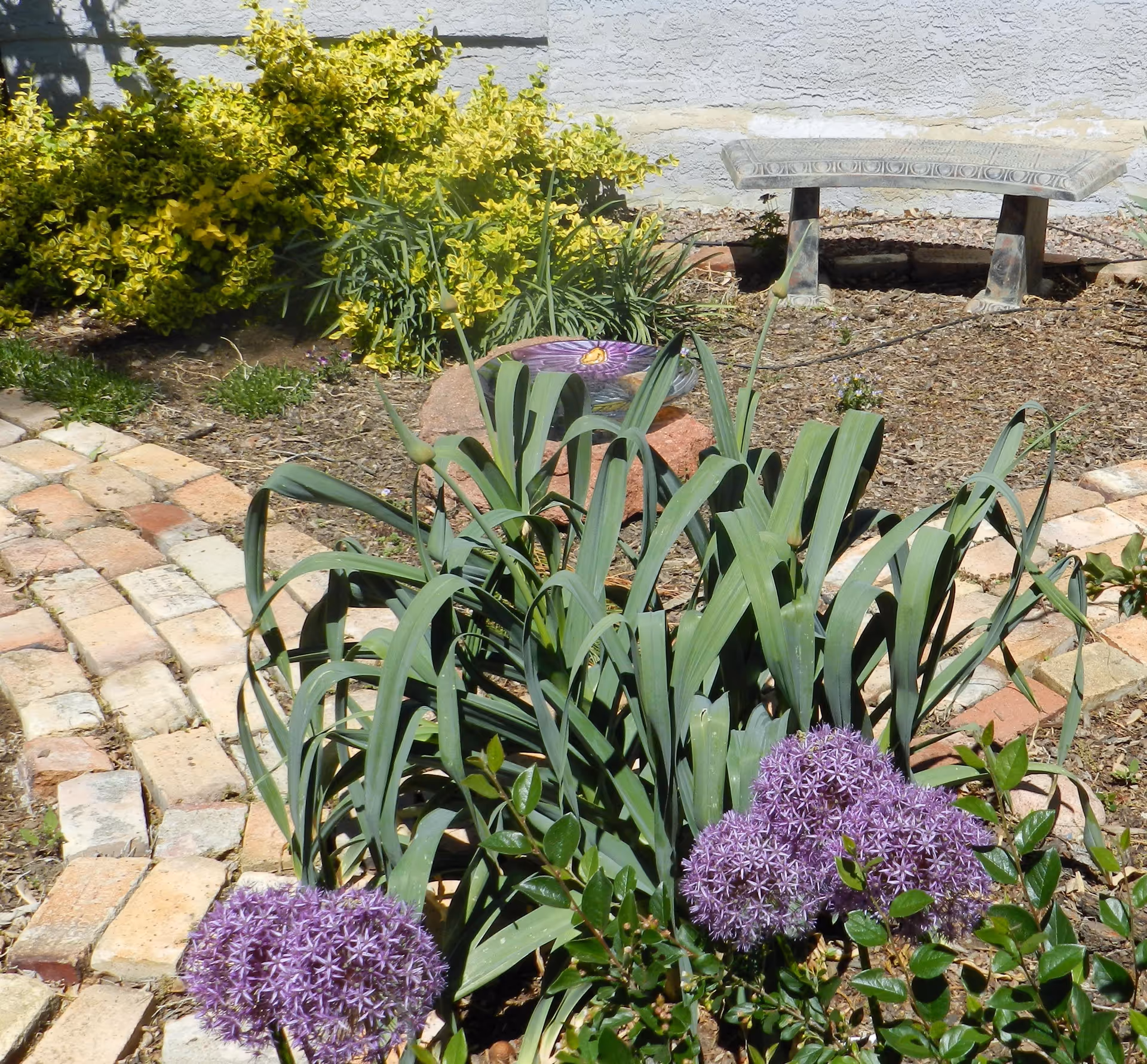 A garden area with green leafy plants and purple flowers in the foreground, a curved brick pathway, yellow-green bushes, a decorative purple birdbath, and a stone bench against a light-colored wall in the background.