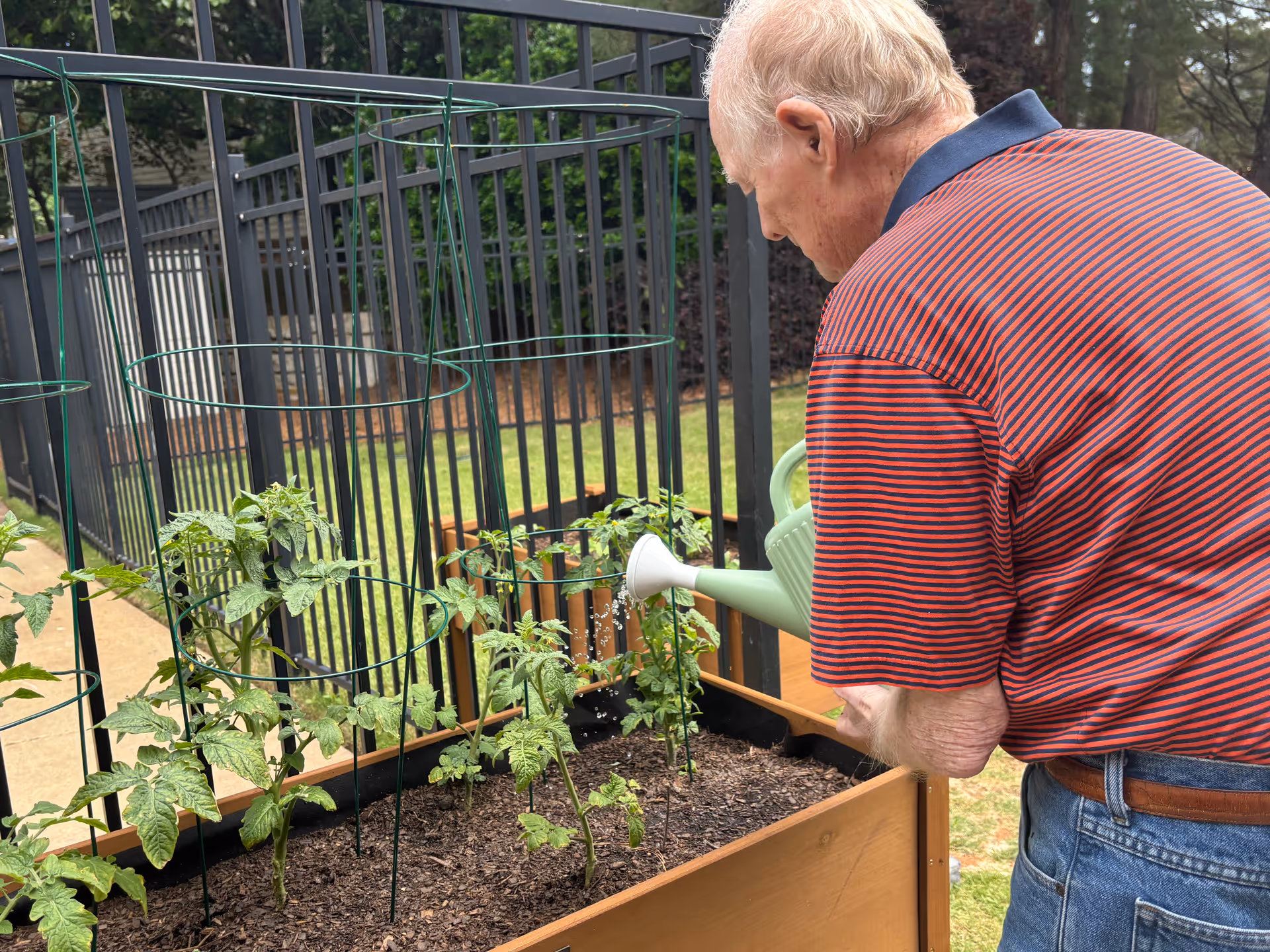 An elderly man waters tomato plants in an outdoor raised garden bed.