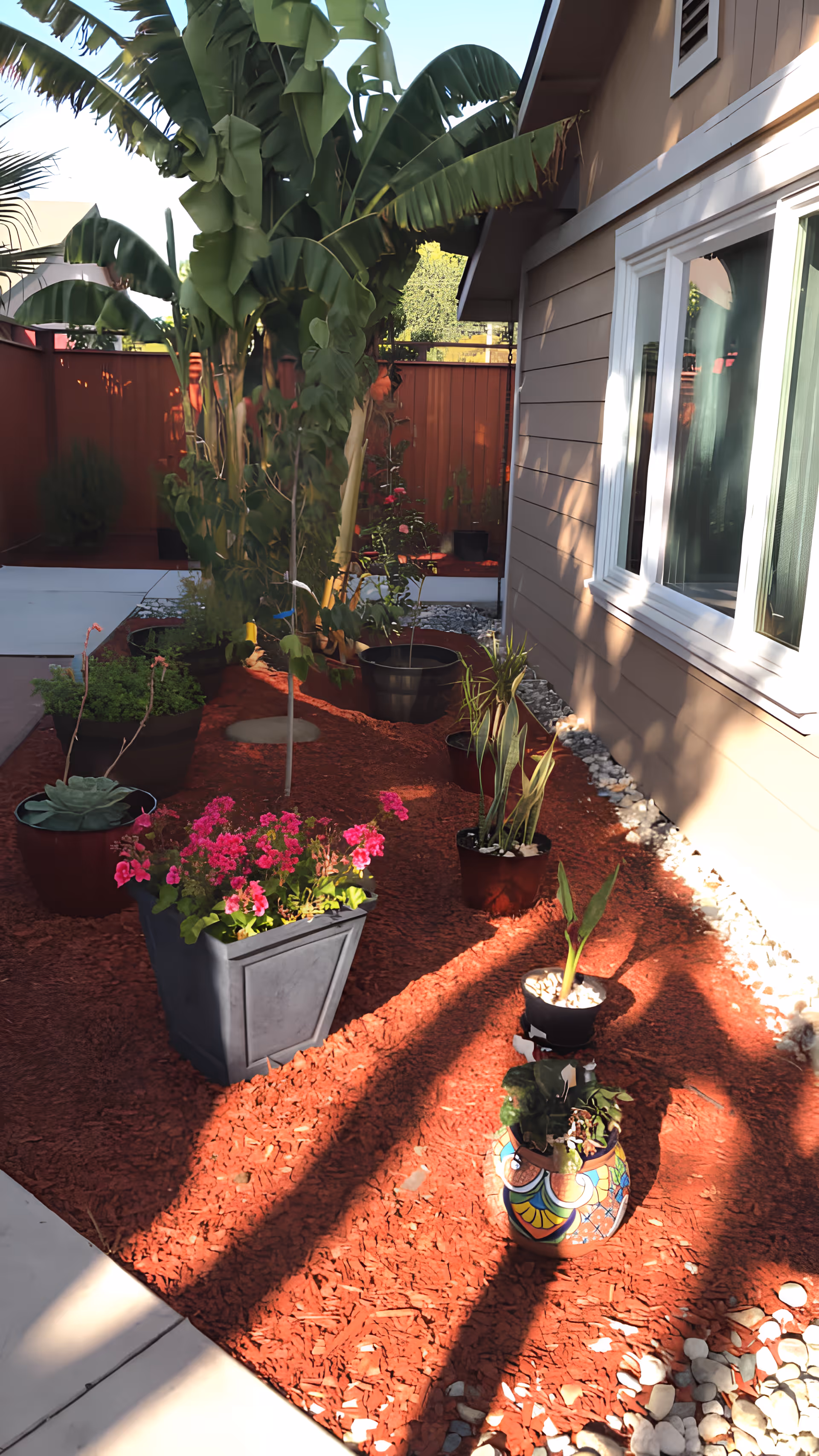 Small landscaped side yard with potted plants, red mulch, and a banana tree alongside a house window.