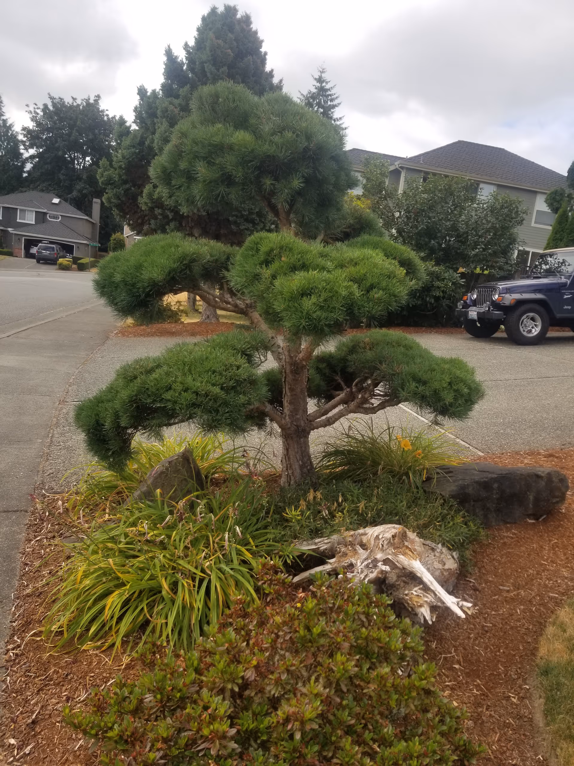Well-manicured landscape with a sculpted pine tree and shrubs beside a driveway.