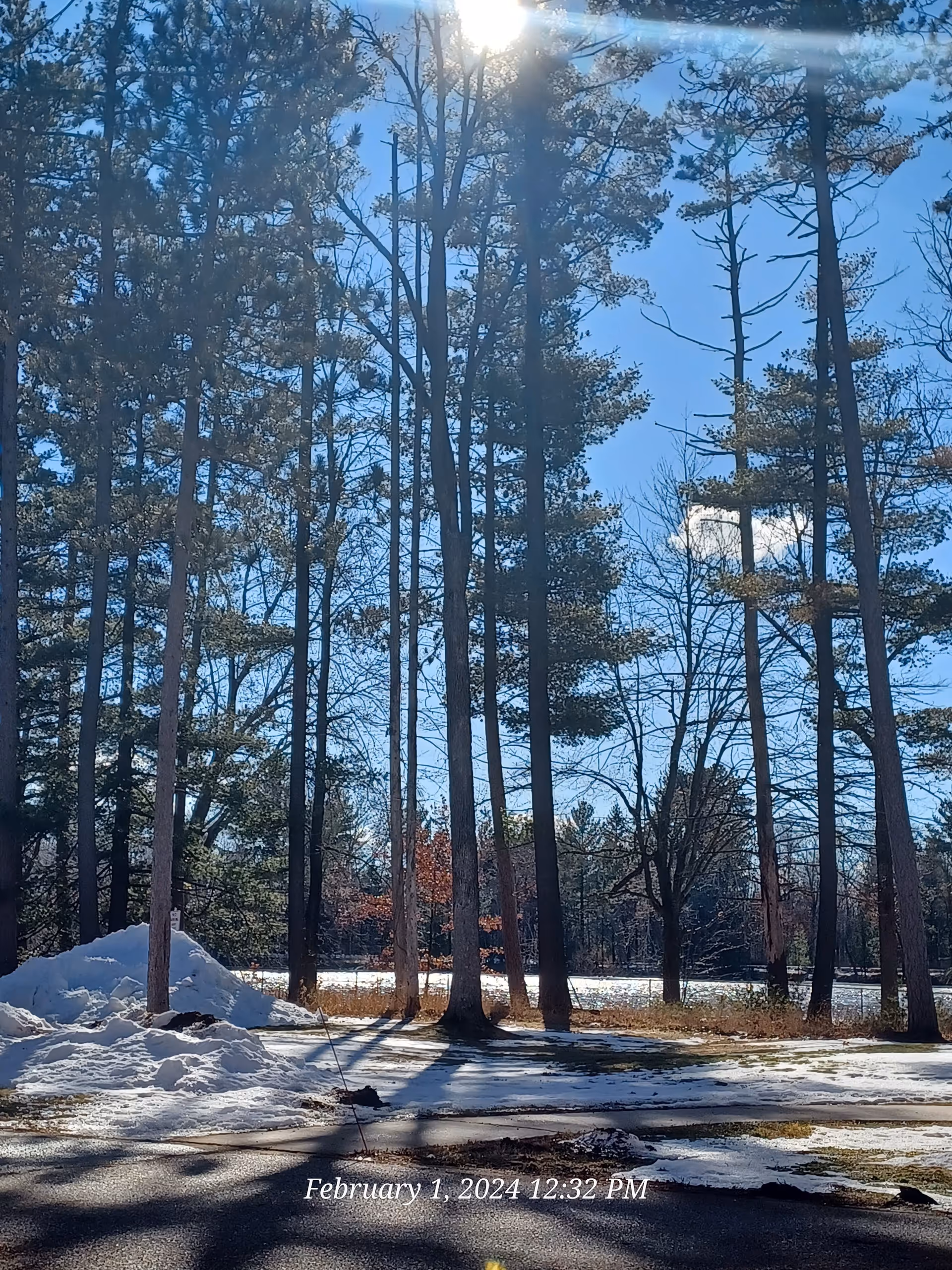 Snowy outdoor scene with tall pine trees and bright sun.