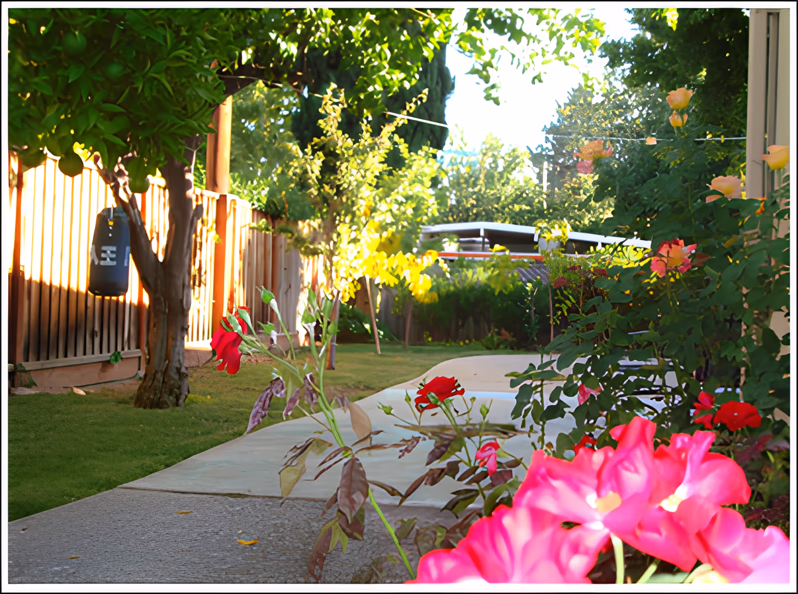 A sunlit outdoor walkway with bright pink flowers in the foreground, trees, and a wooden fence.