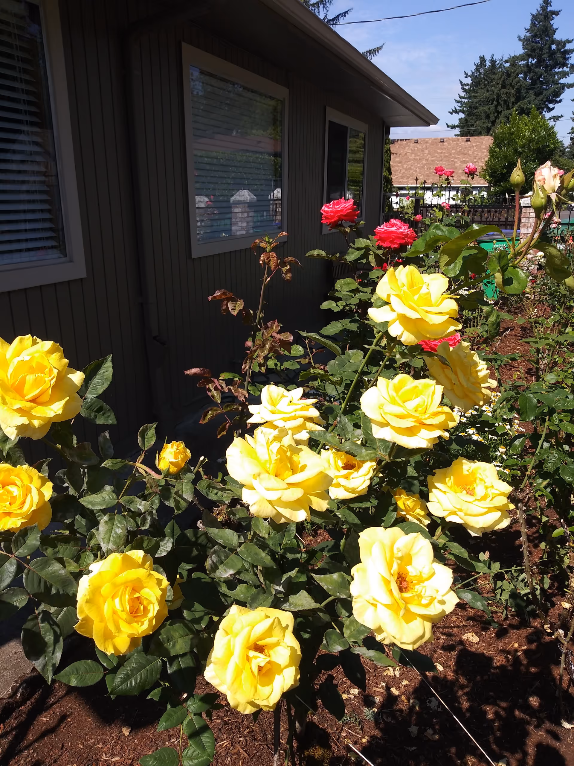 Yellow roses bloom in a garden along the side of a building.